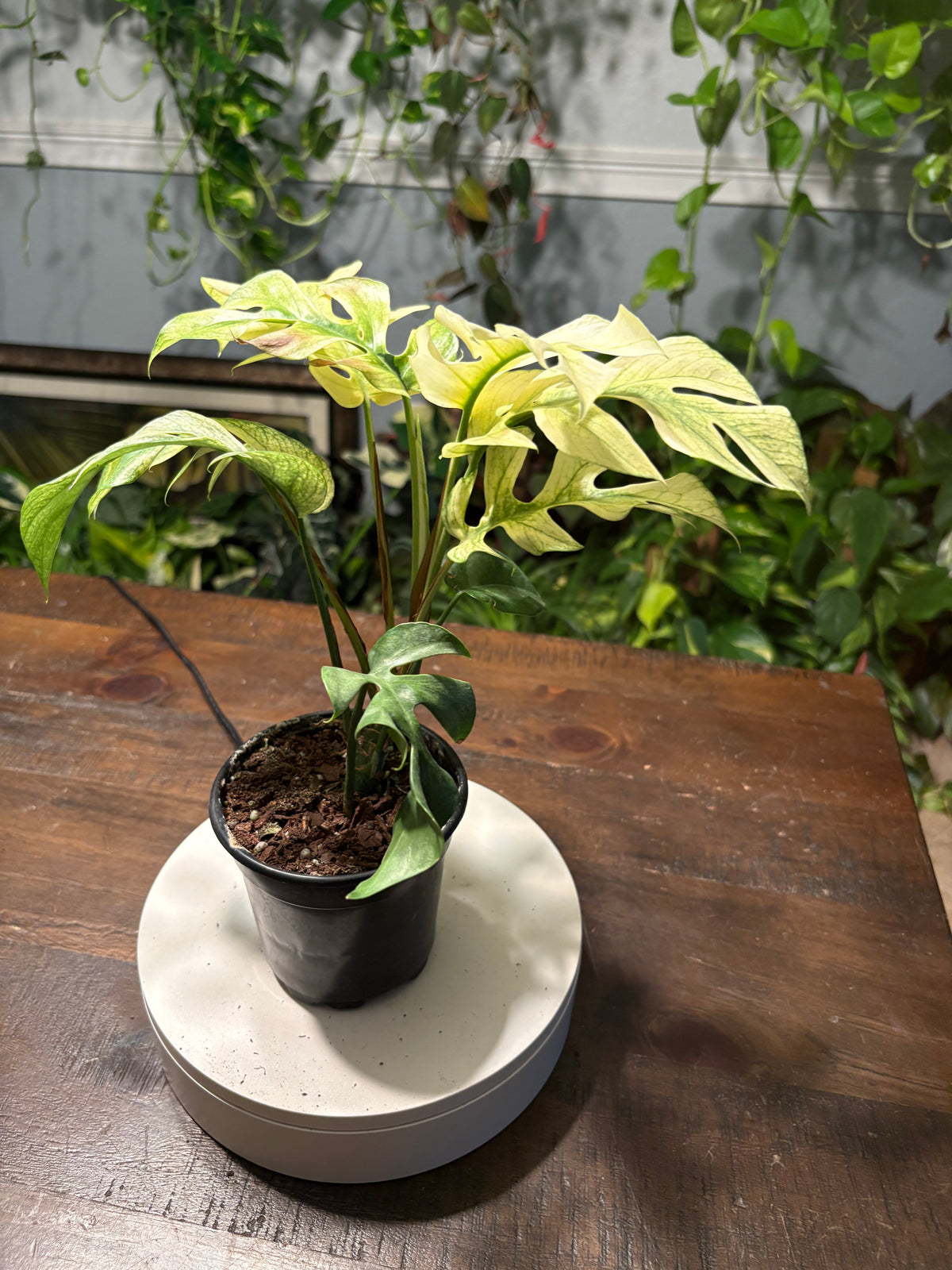 Monstera White Monster 6 inch