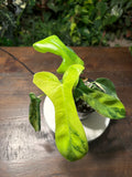 Philodendron 'Florida Beauty' 6 inch