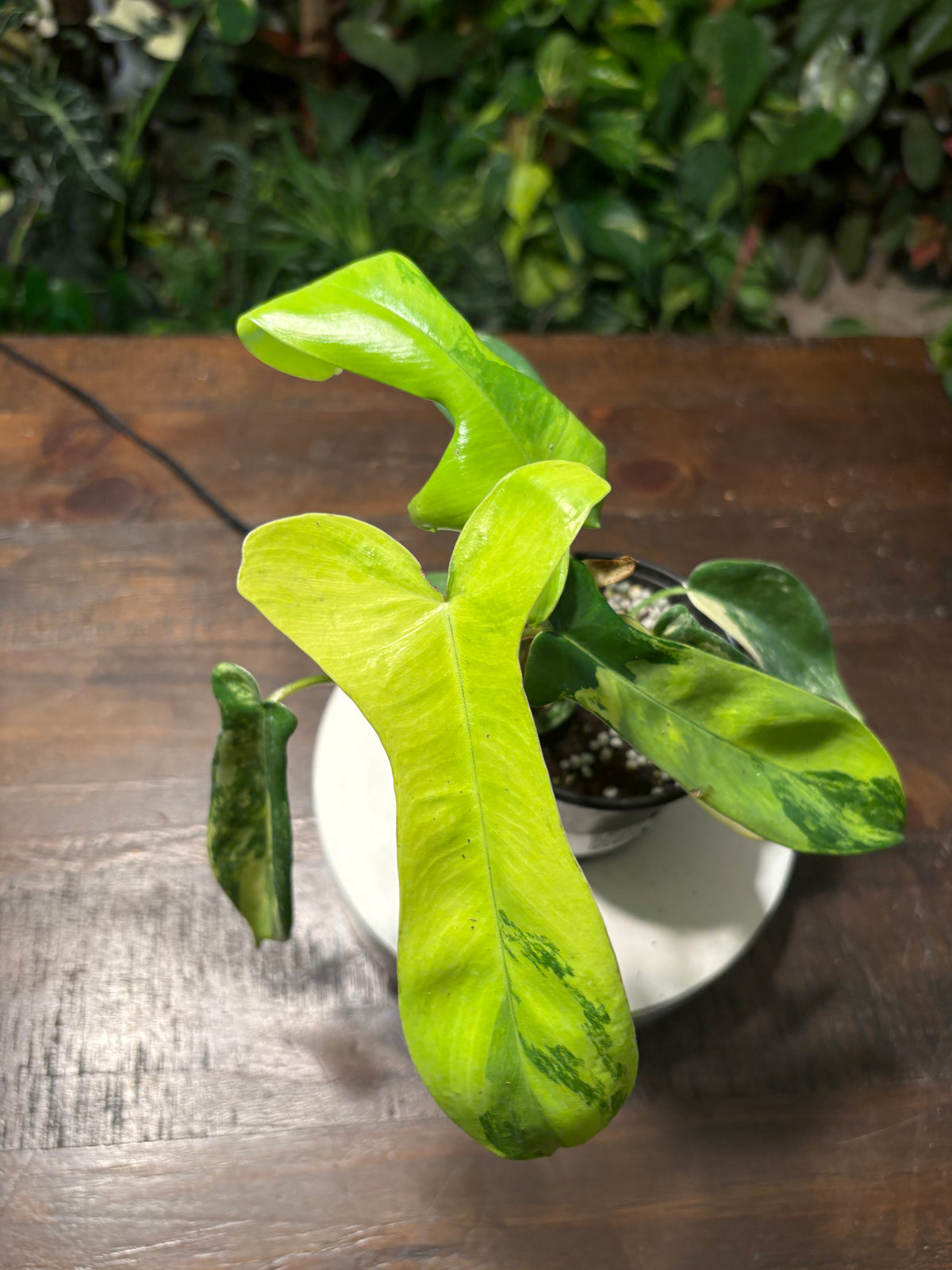 Philodendron 'Florida Beauty' 6 inch