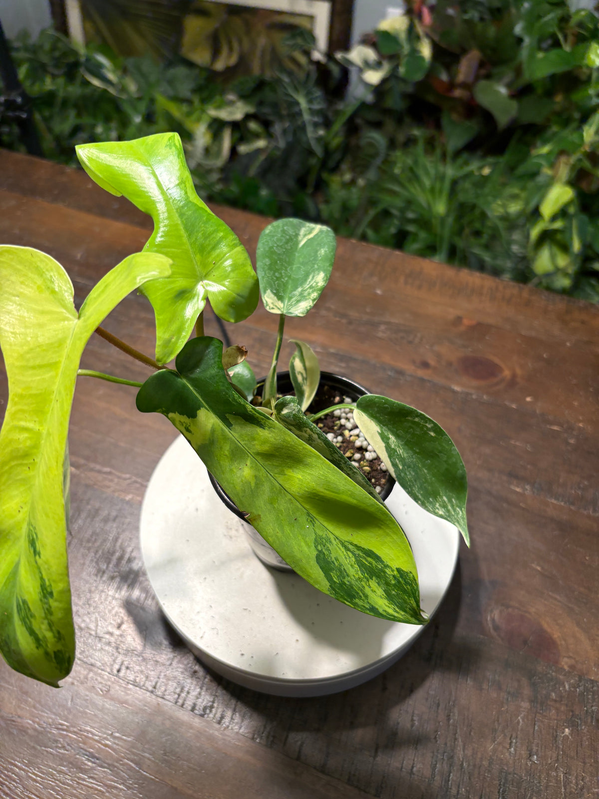 Philodendron 'Florida Beauty' 6 inch