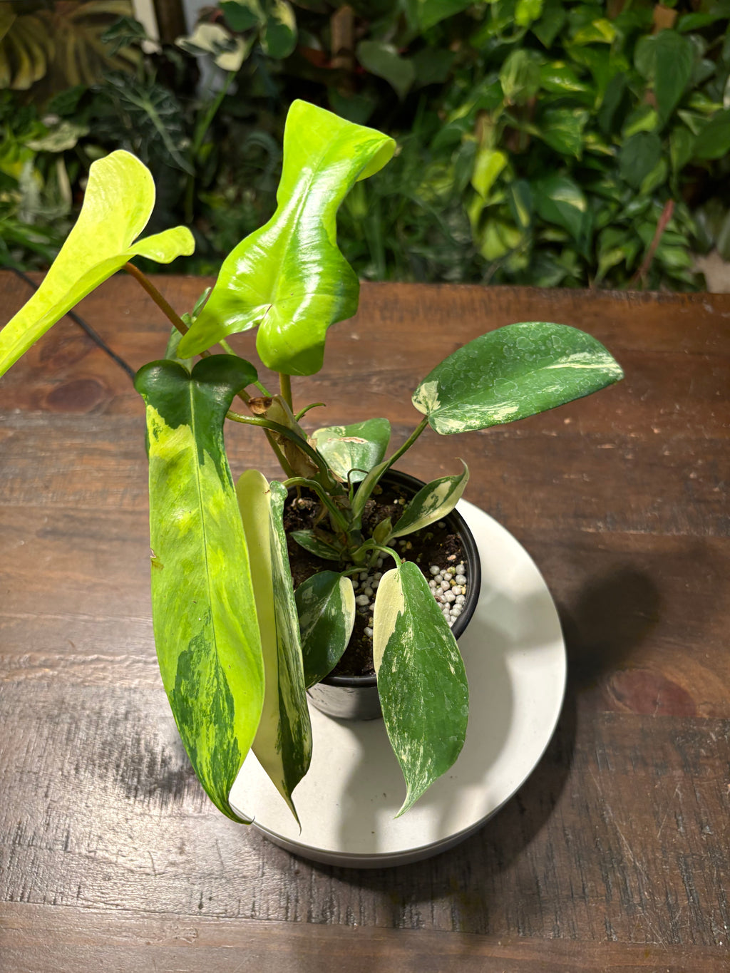 Philodendron 'Florida Beauty' 6 inch