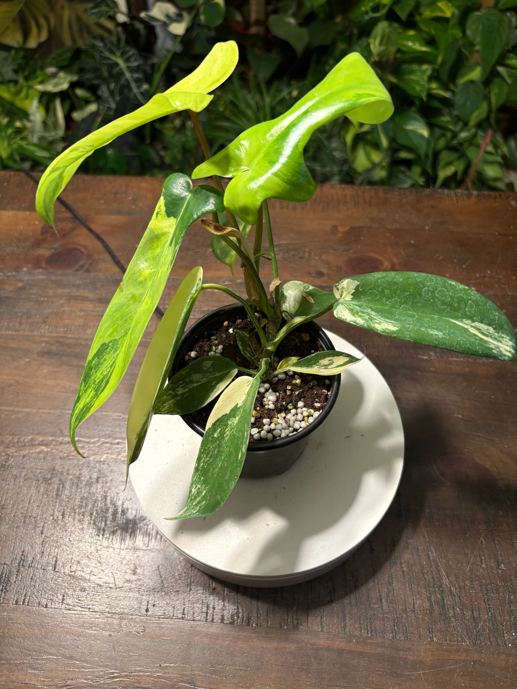 Philodendron 'Florida Beauty' 6 inch