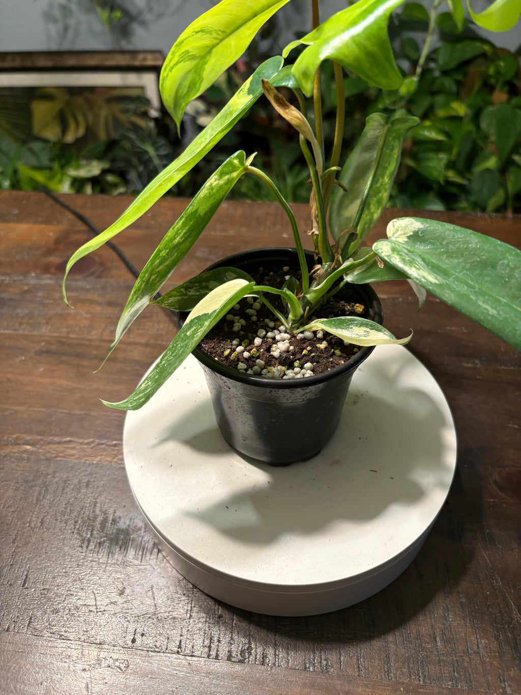Philodendron 'Florida Beauty' 6 inch