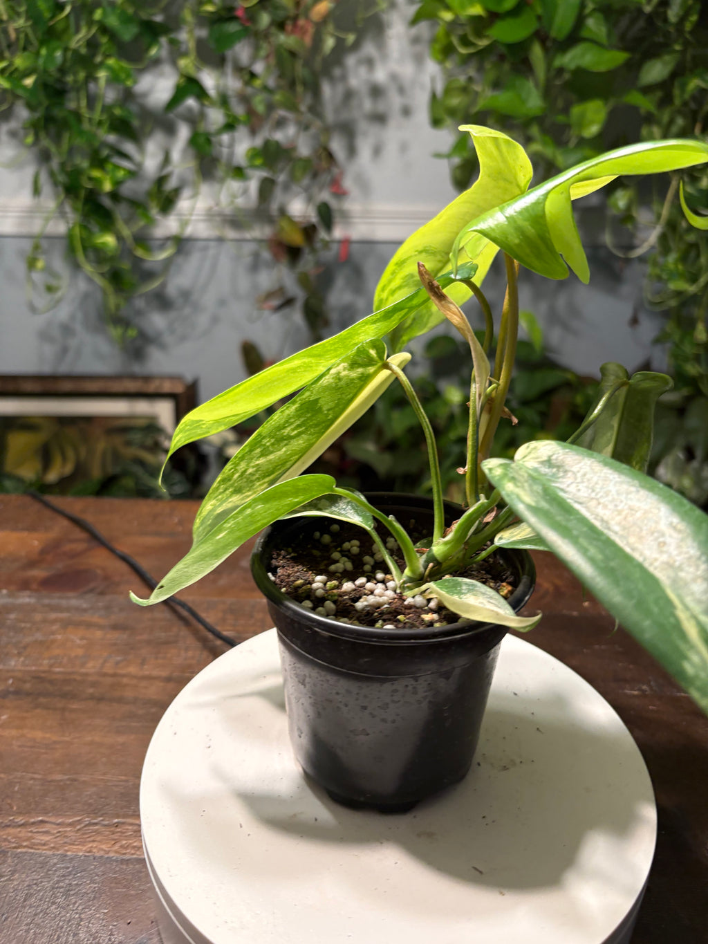 Philodendron 'Florida Beauty' 6 inch
