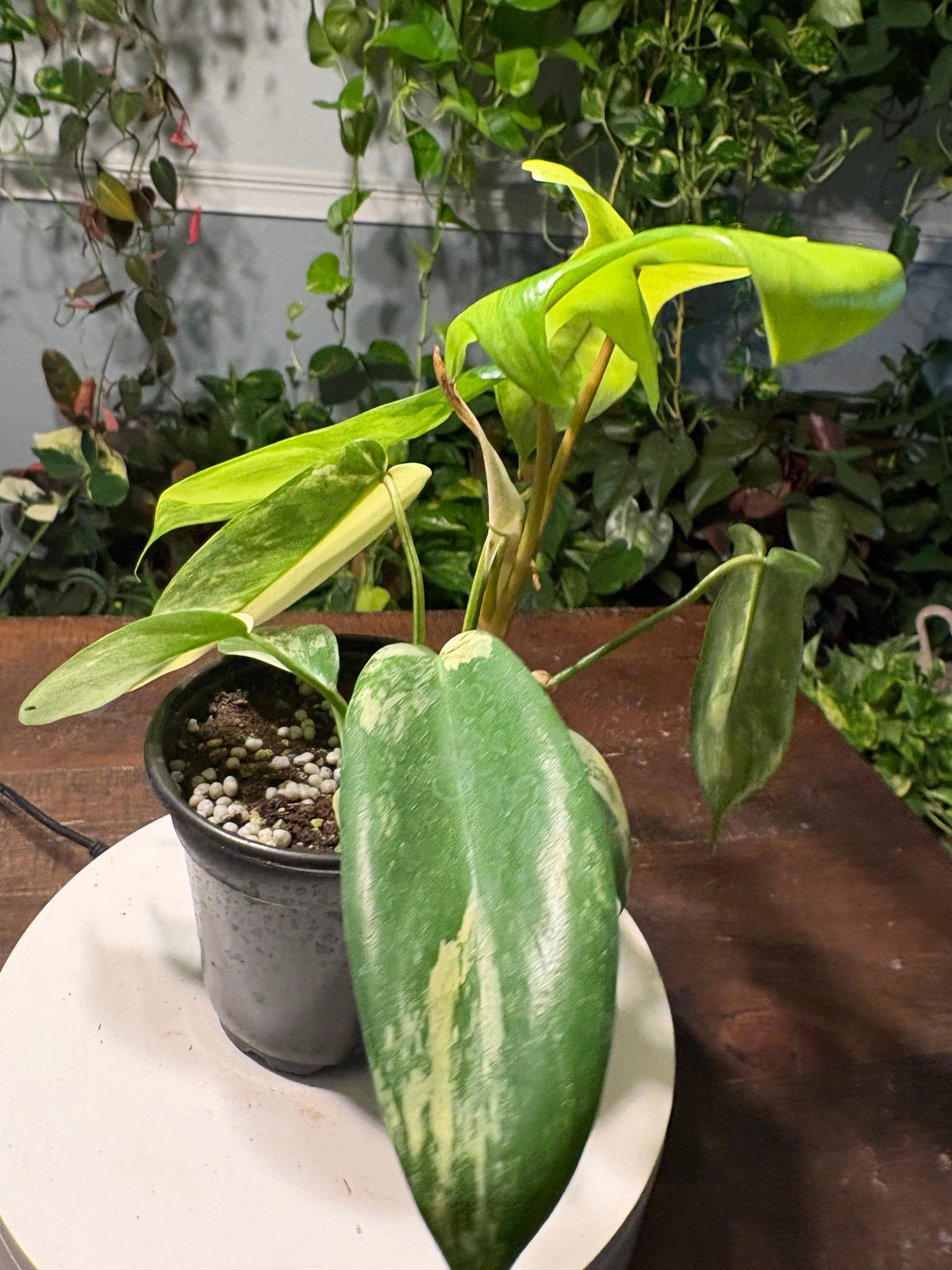 Philodendron 'Florida Beauty' 6 inch