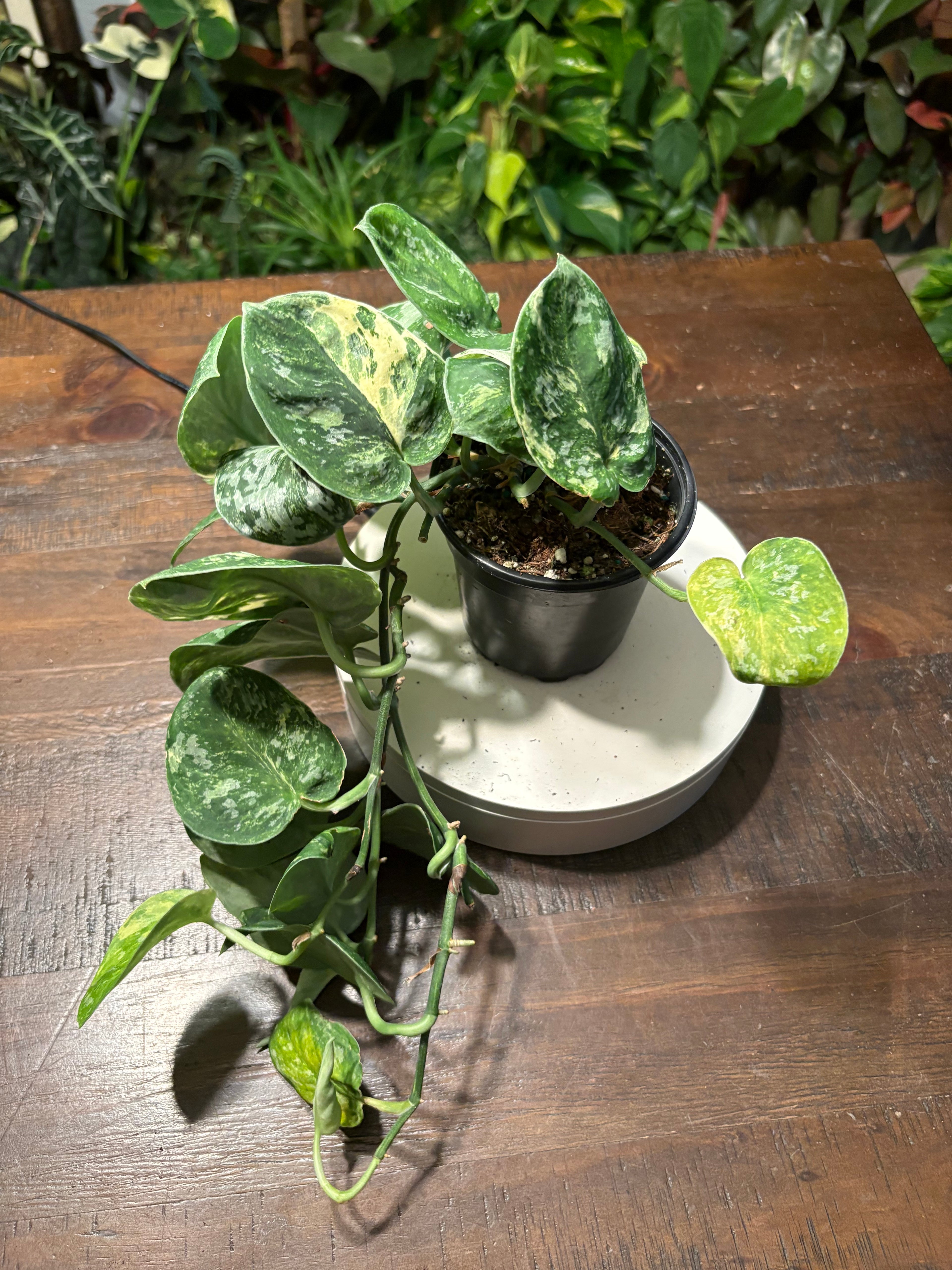 Scindapsus Mayari 4 inch