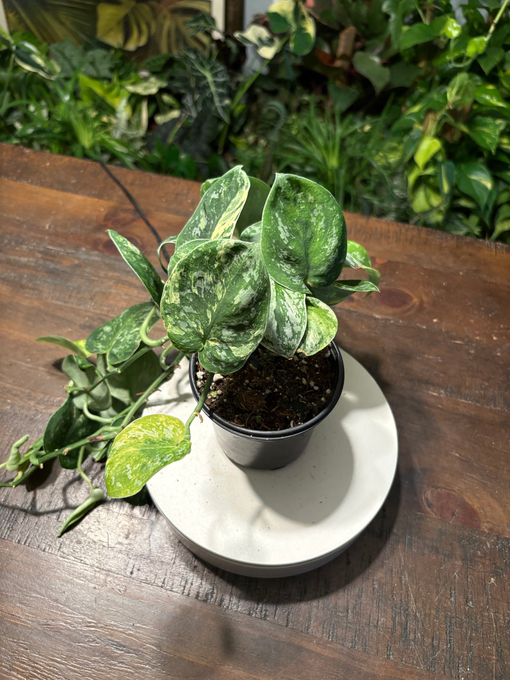 Scindapsus Mayari 4 inch