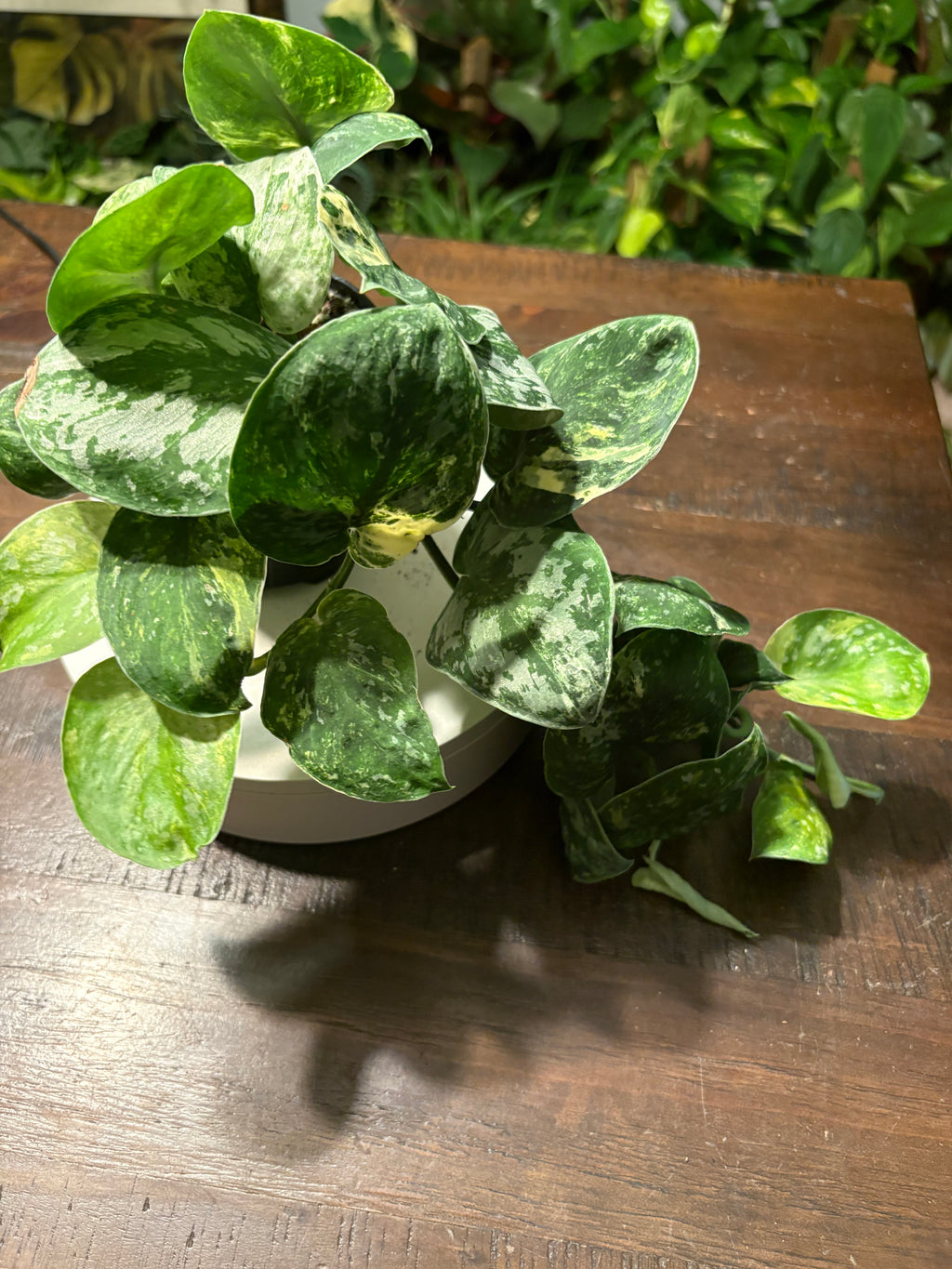 Scindapsus Mayari 4 inch