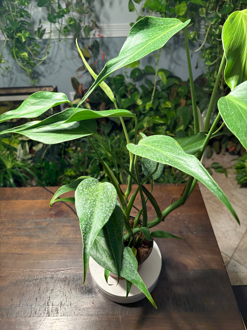 Monstera Burle Marx Flame 6 inch
