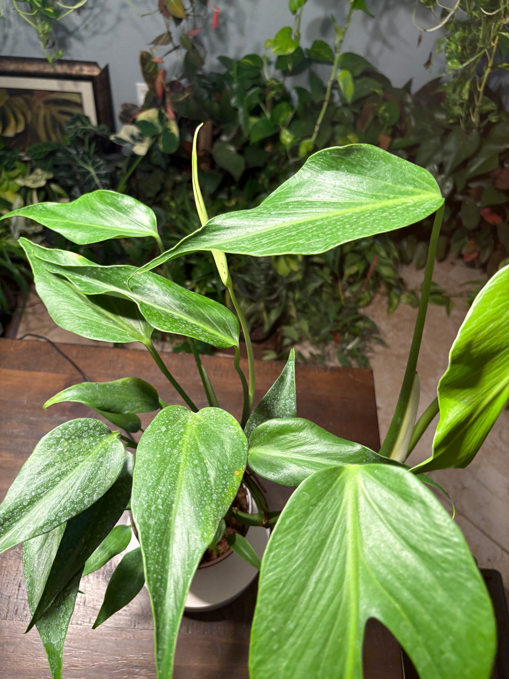 Monstera Burle Marx Flame 6 inch