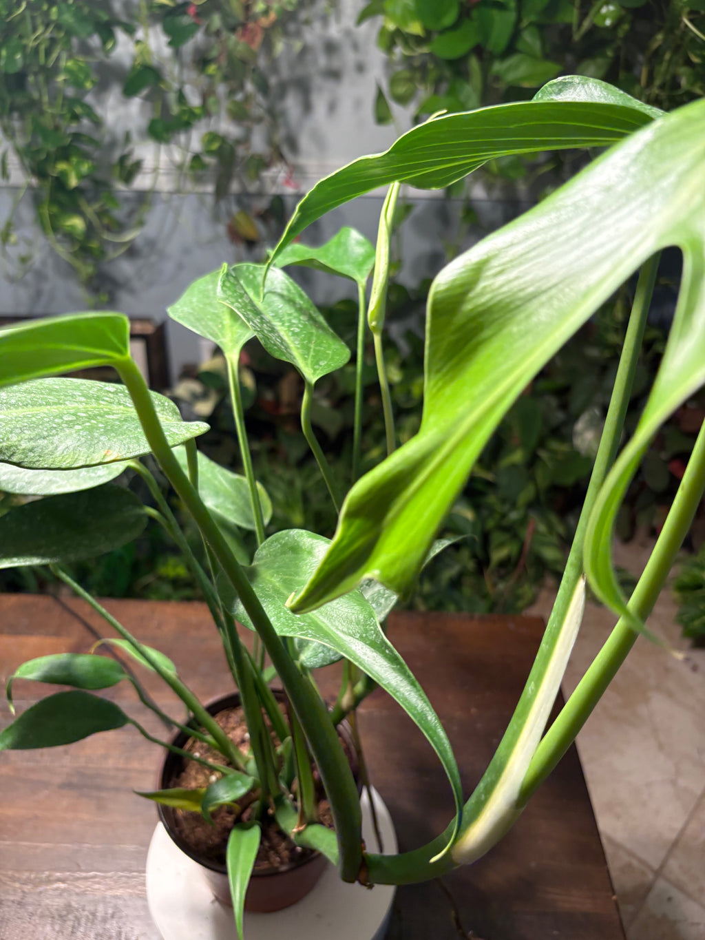 Monstera Burle Marx Flame 6 inch