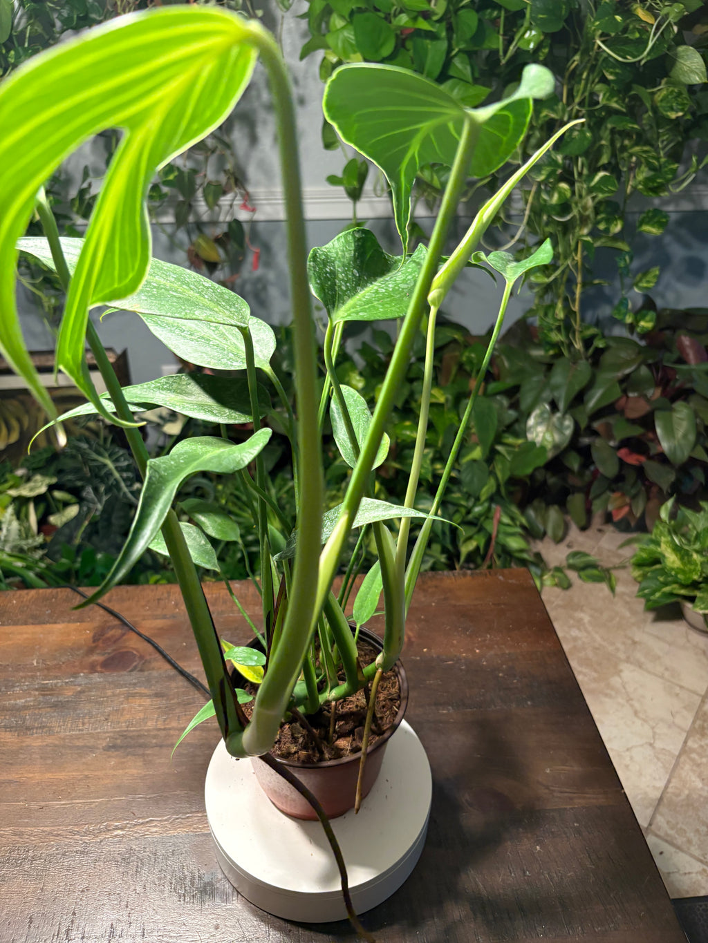Monstera Burle Marx Flame 6 inch