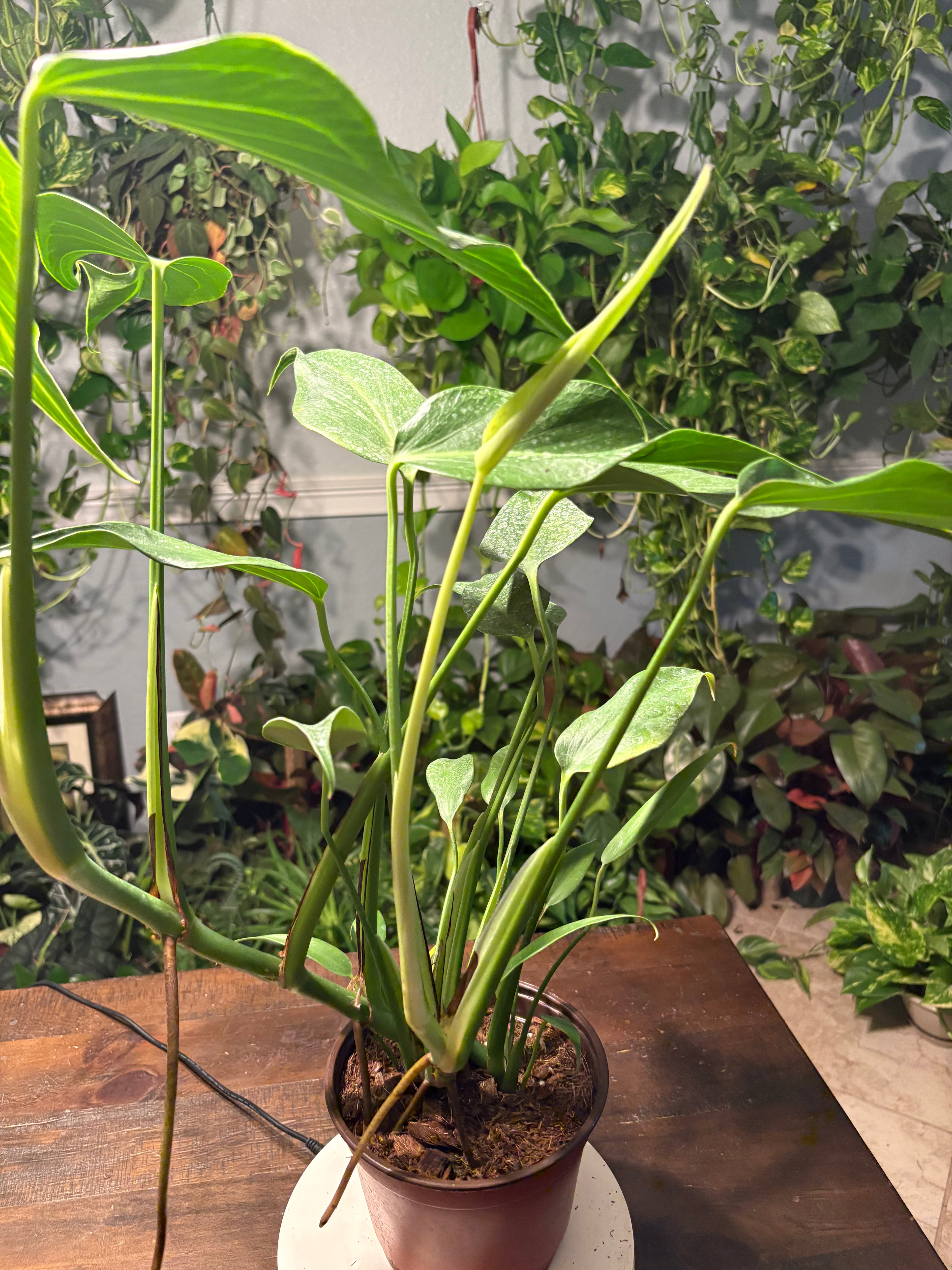 Monstera Burle Marx Flame 6 inch