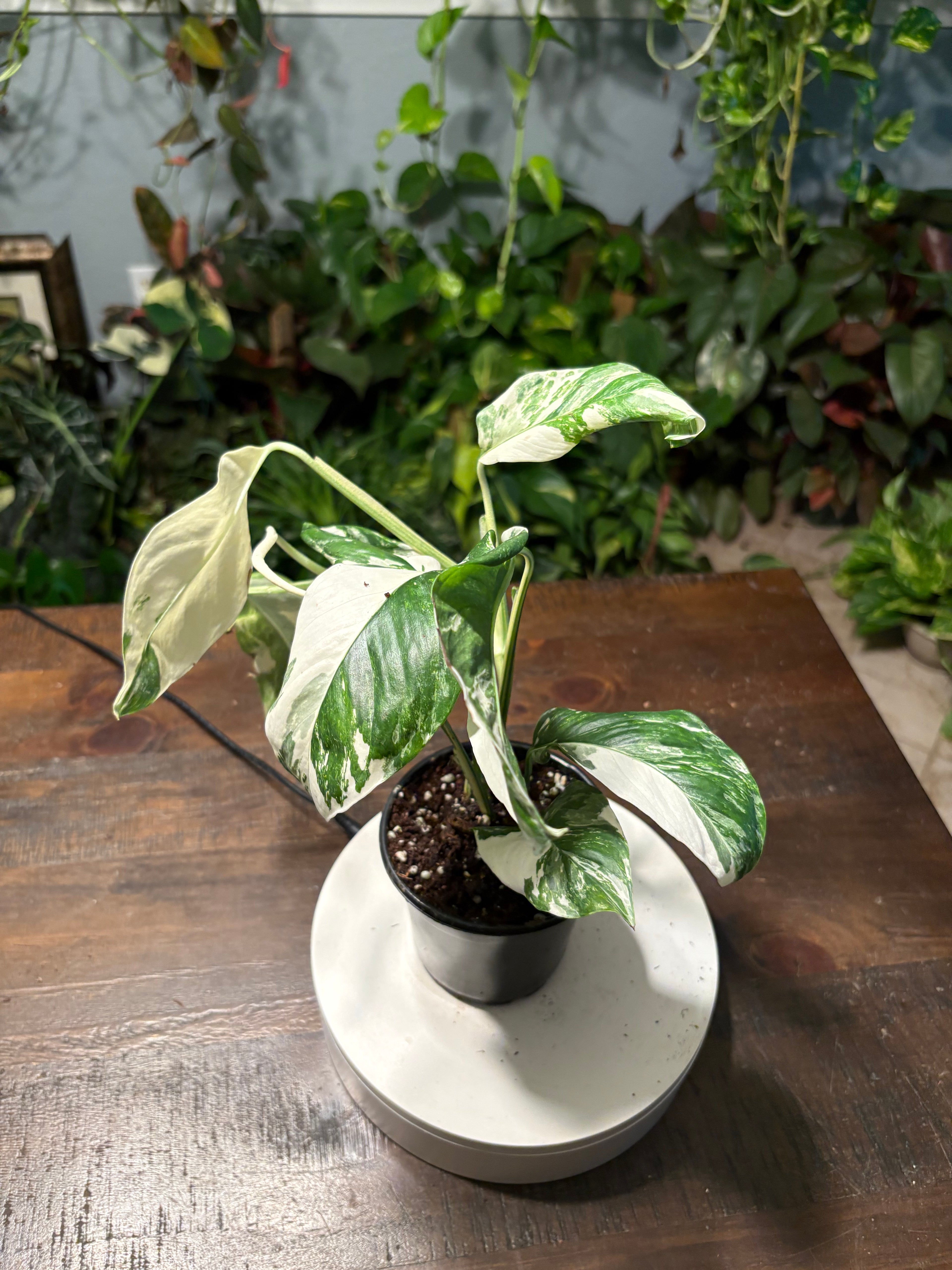 Monstera Lecheriana Varigated 6 inch