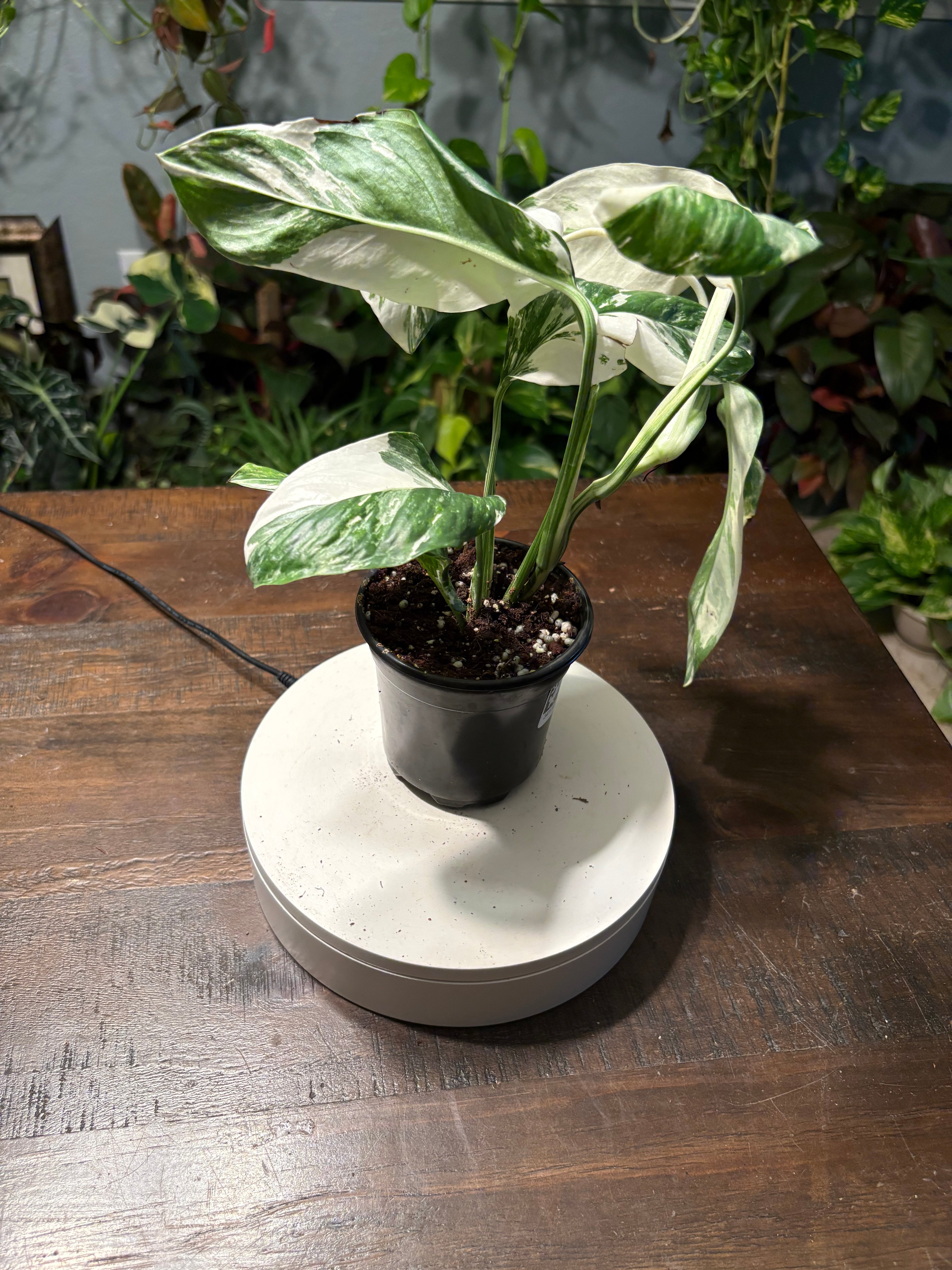 Monstera Lecheriana Varigated 6 inch