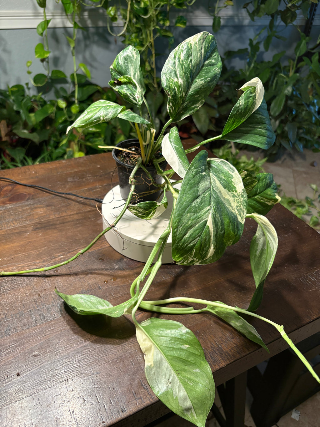 Monstera Lecheriana Varigated 6 inch
