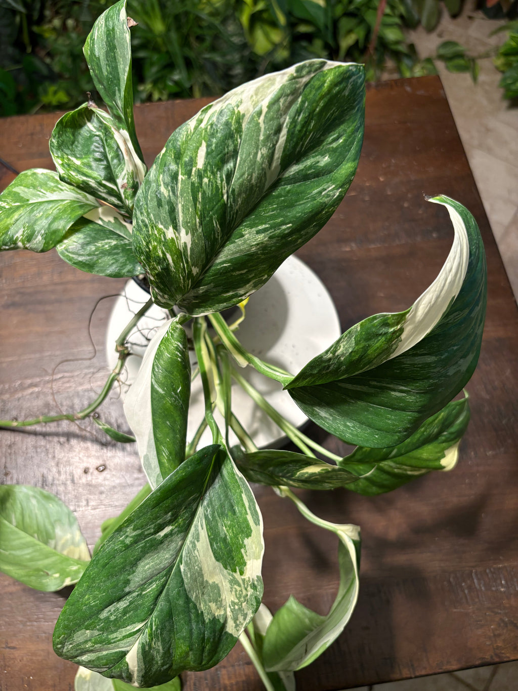 Monstera Lecheriana Varigated 6 inch