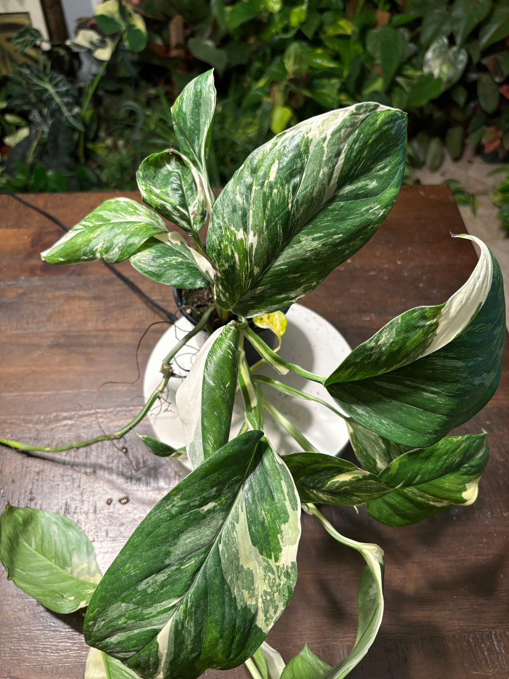 Monstera Lecheriana Varigated 6 inch