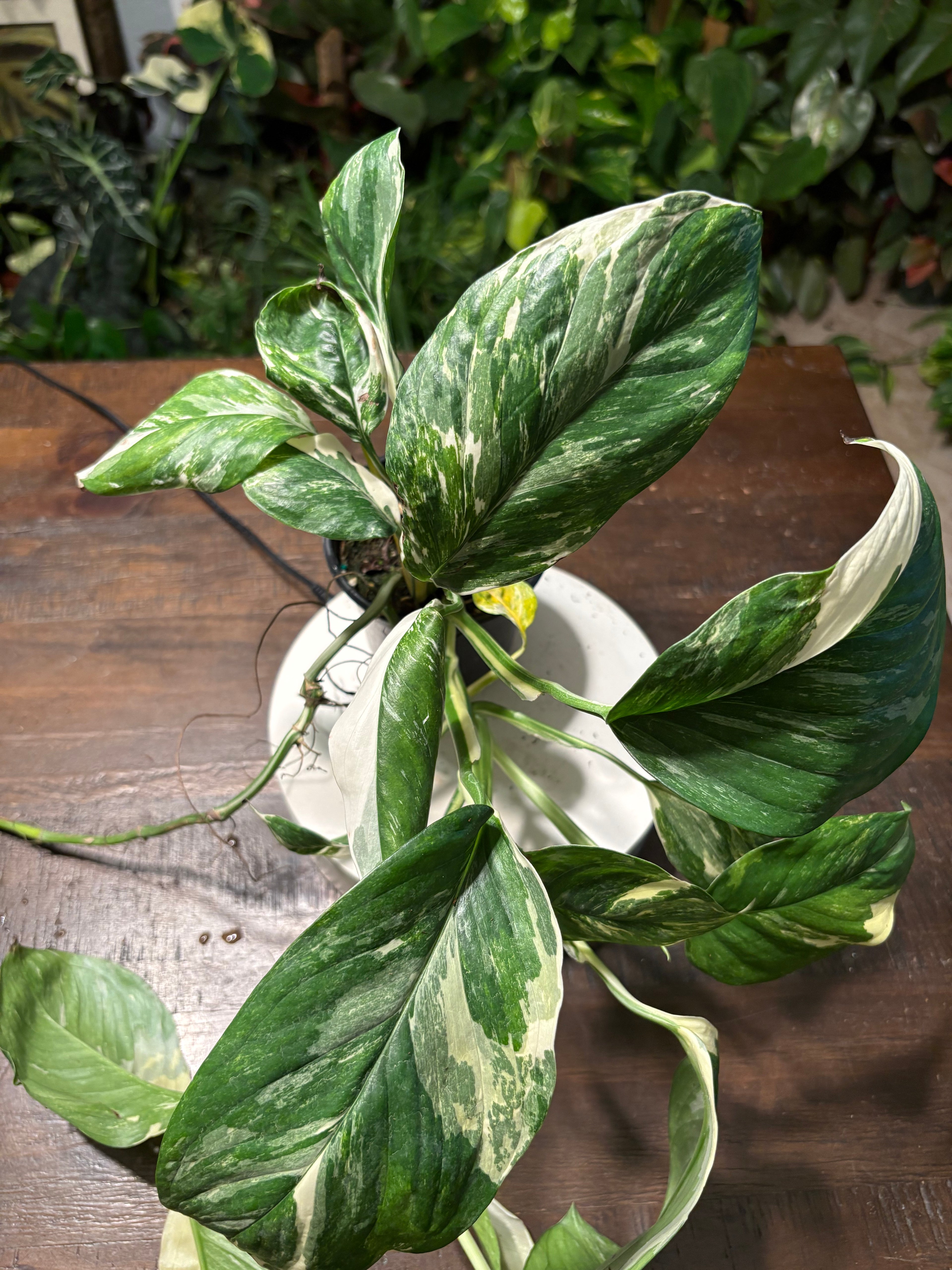 Monstera Lecheriana Varigated 6 inch