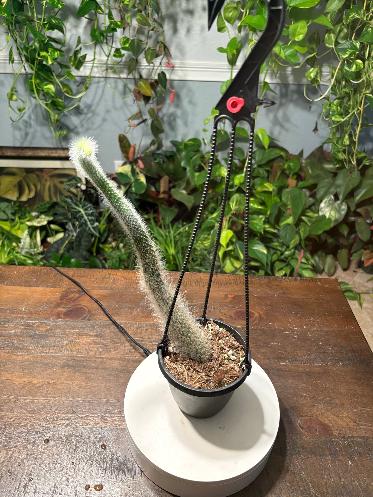 Monkey Tail Cactus 6 inch