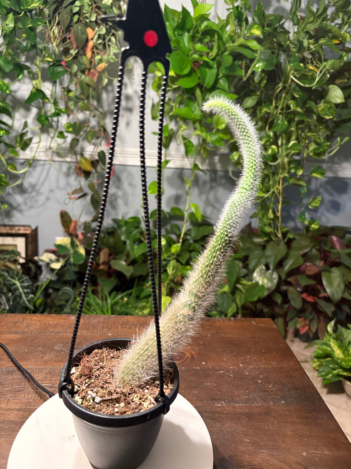 Monkey Tail Cactus 6 inch