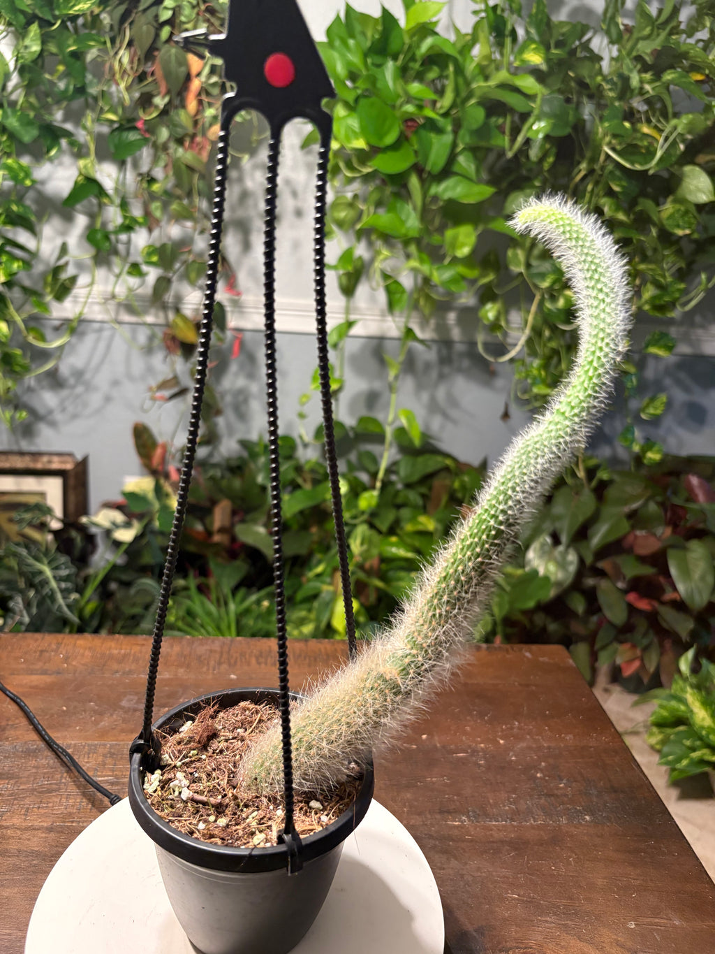 Monkey Tail Cactus 6 inch