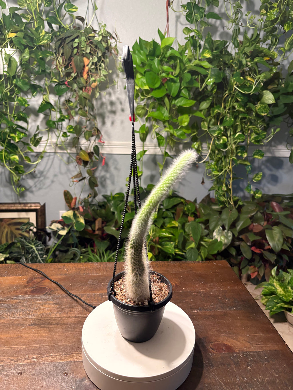Monkey Tail Cactus 6 inch