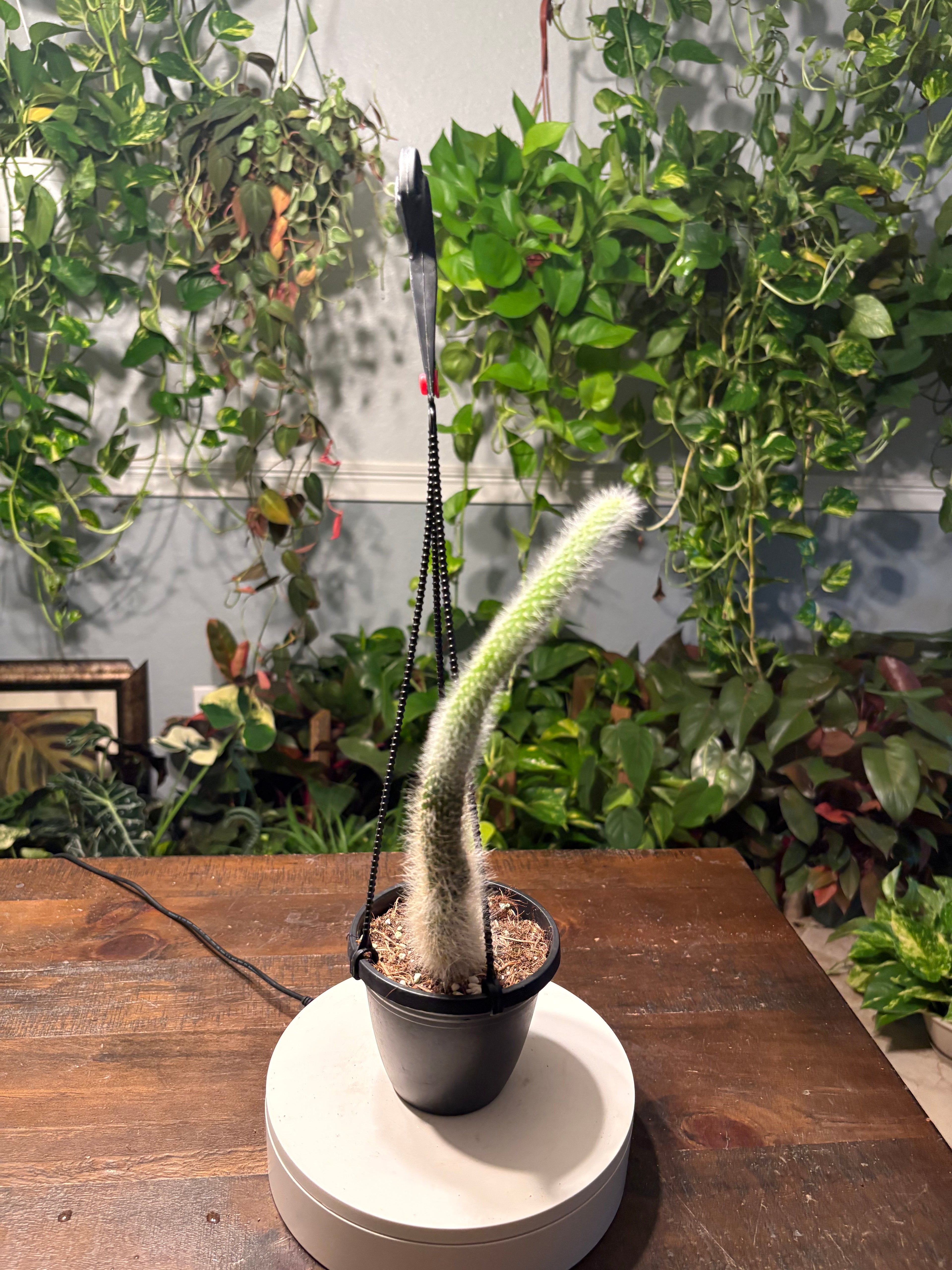 Monkey Tail Cactus 6 inch