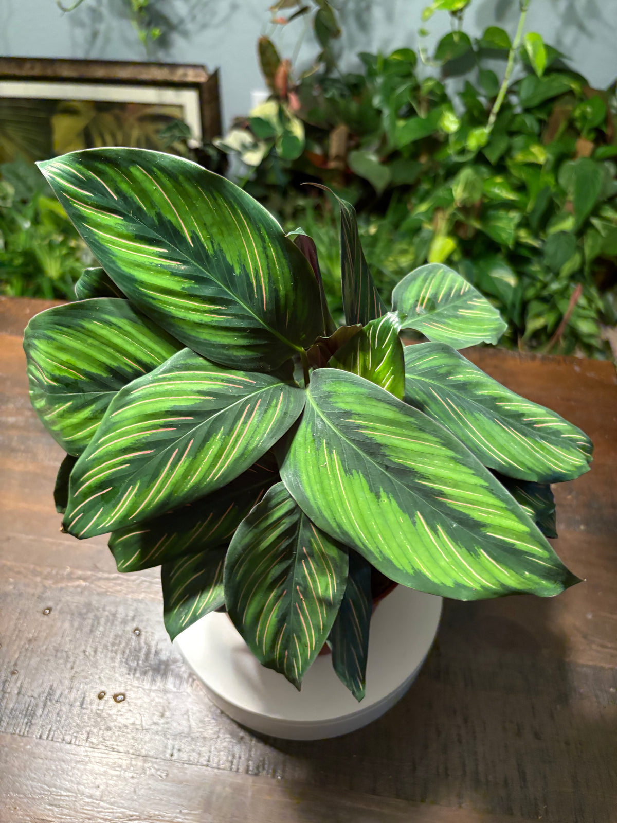Calathea Beauty Star