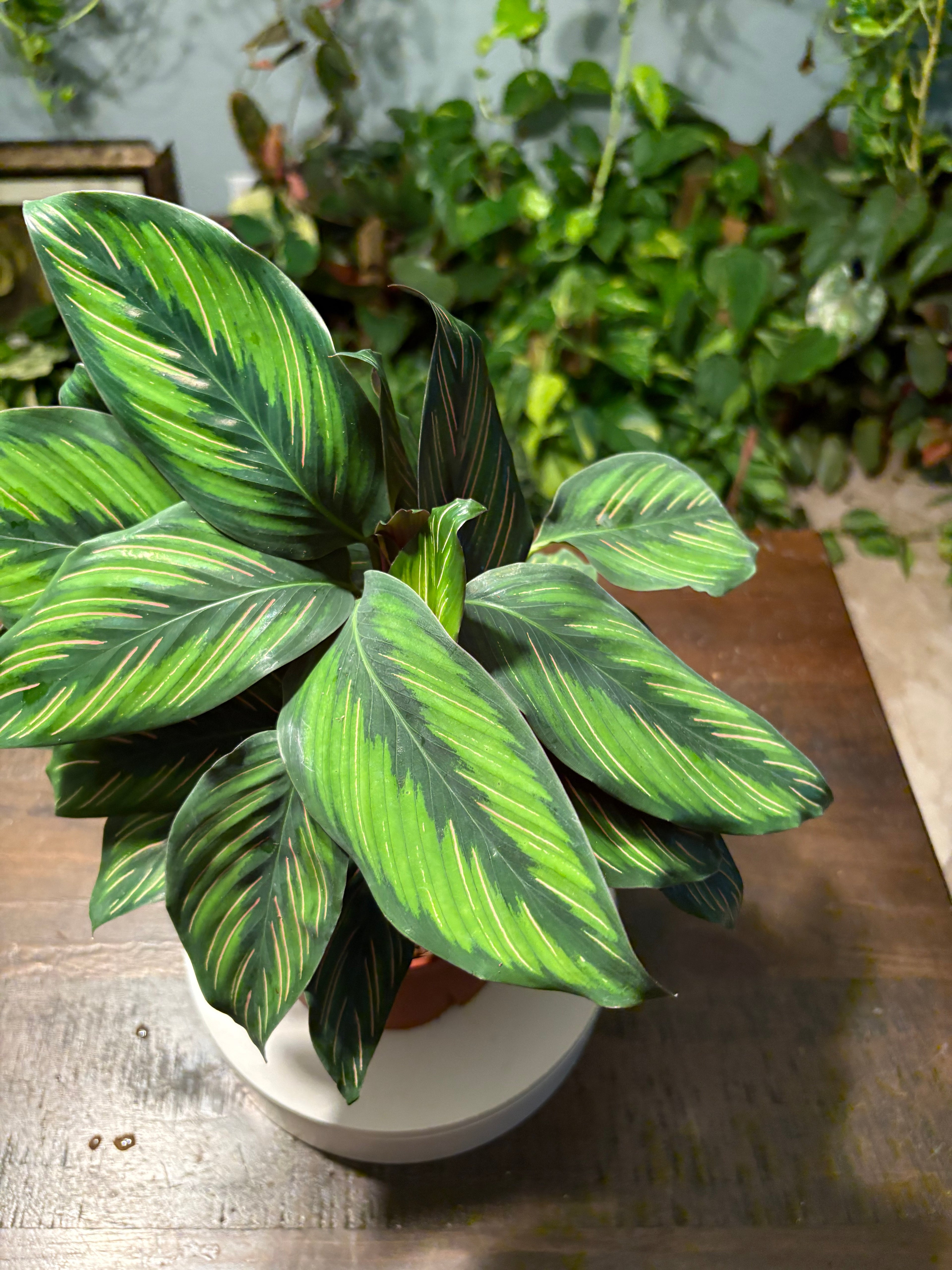 Calathea Beauty Star