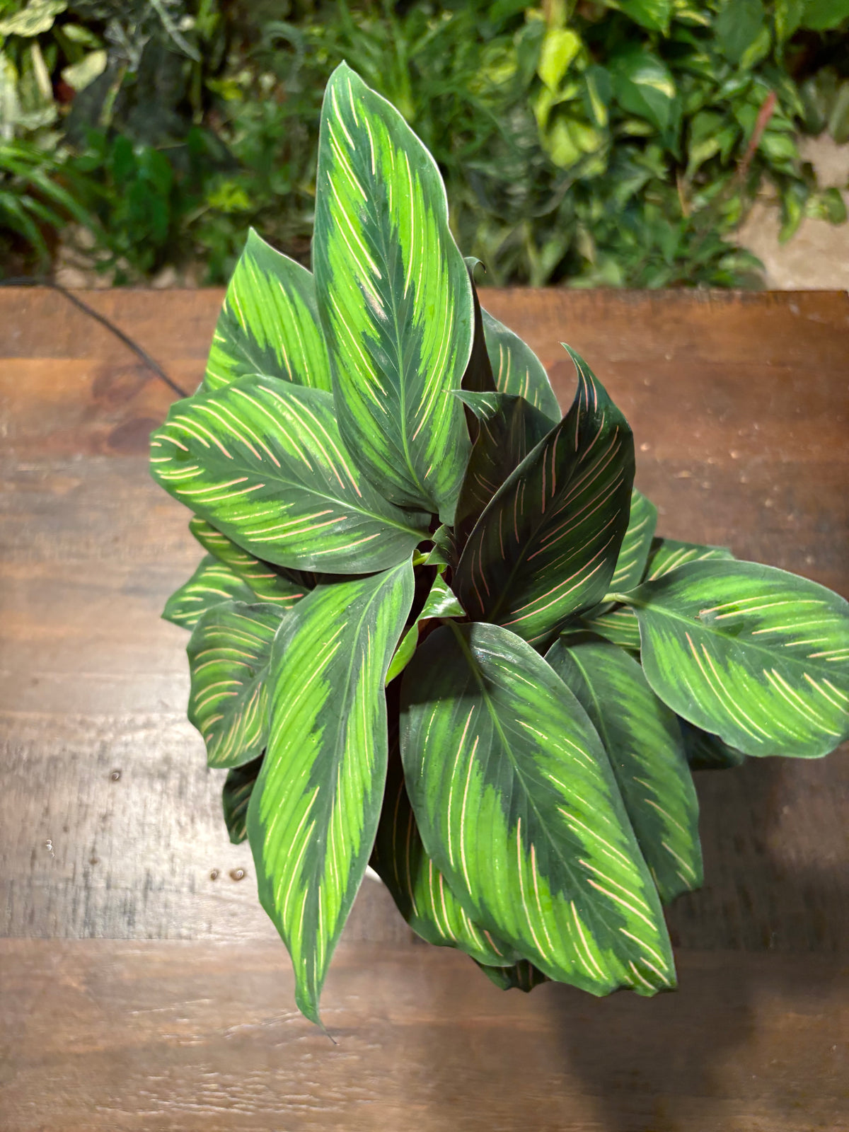Calathea Beauty Star
