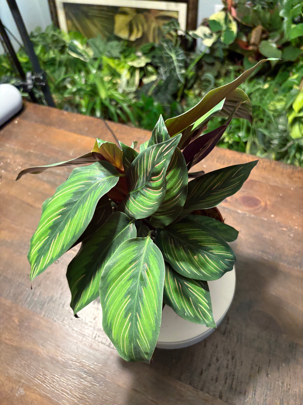 Calathea Beauty Star