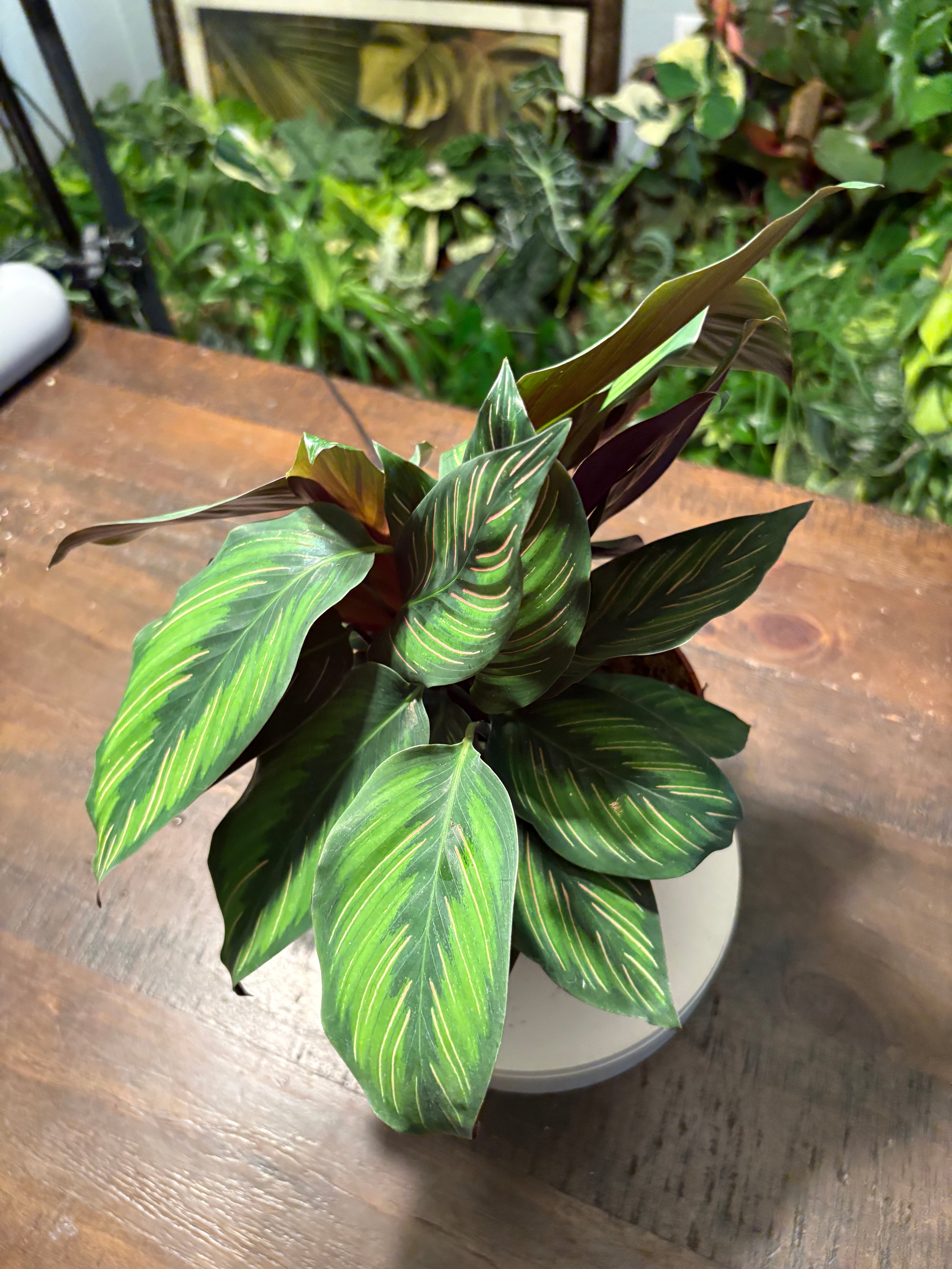 Calathea Beauty Star