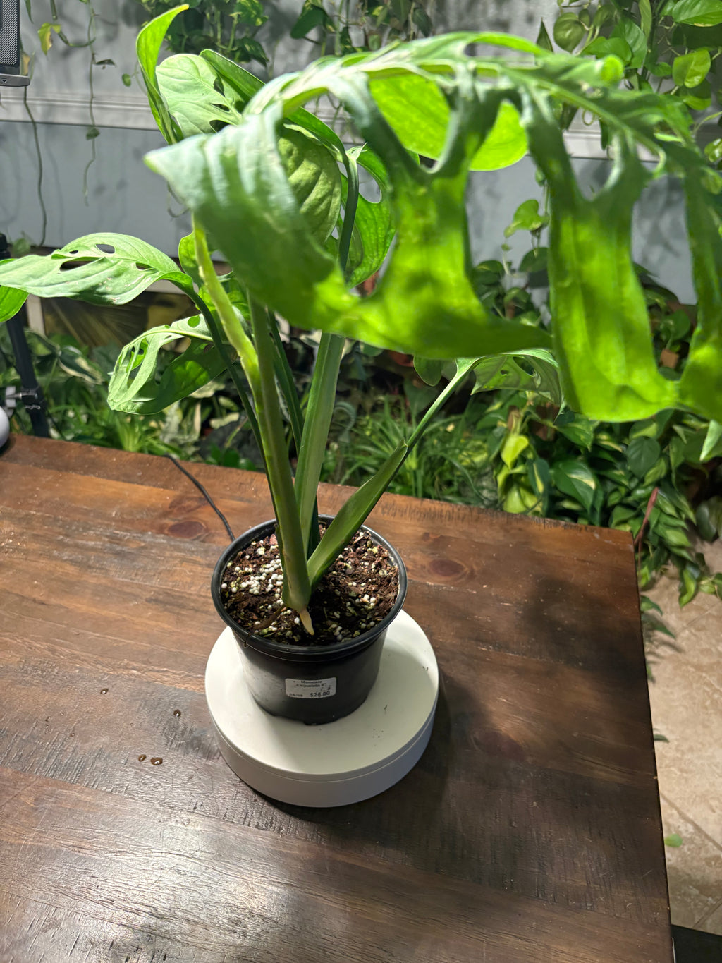 Monstera Esqueleto 6 inch