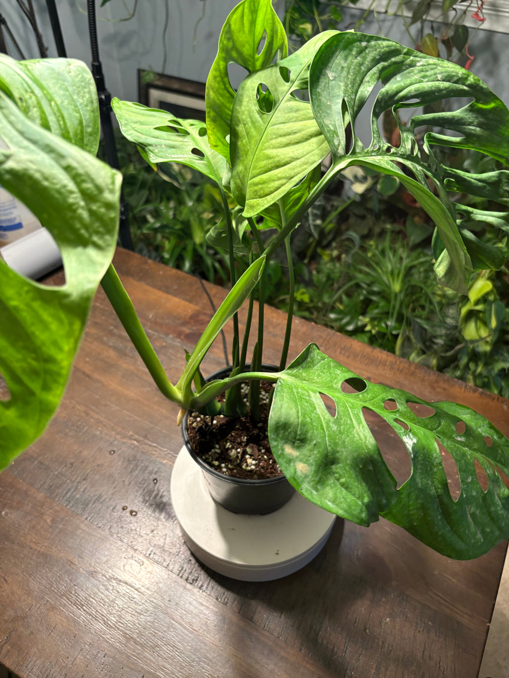 Monstera Esqueleto 6 inch