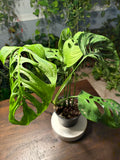Monstera Esqueleto 6 inch