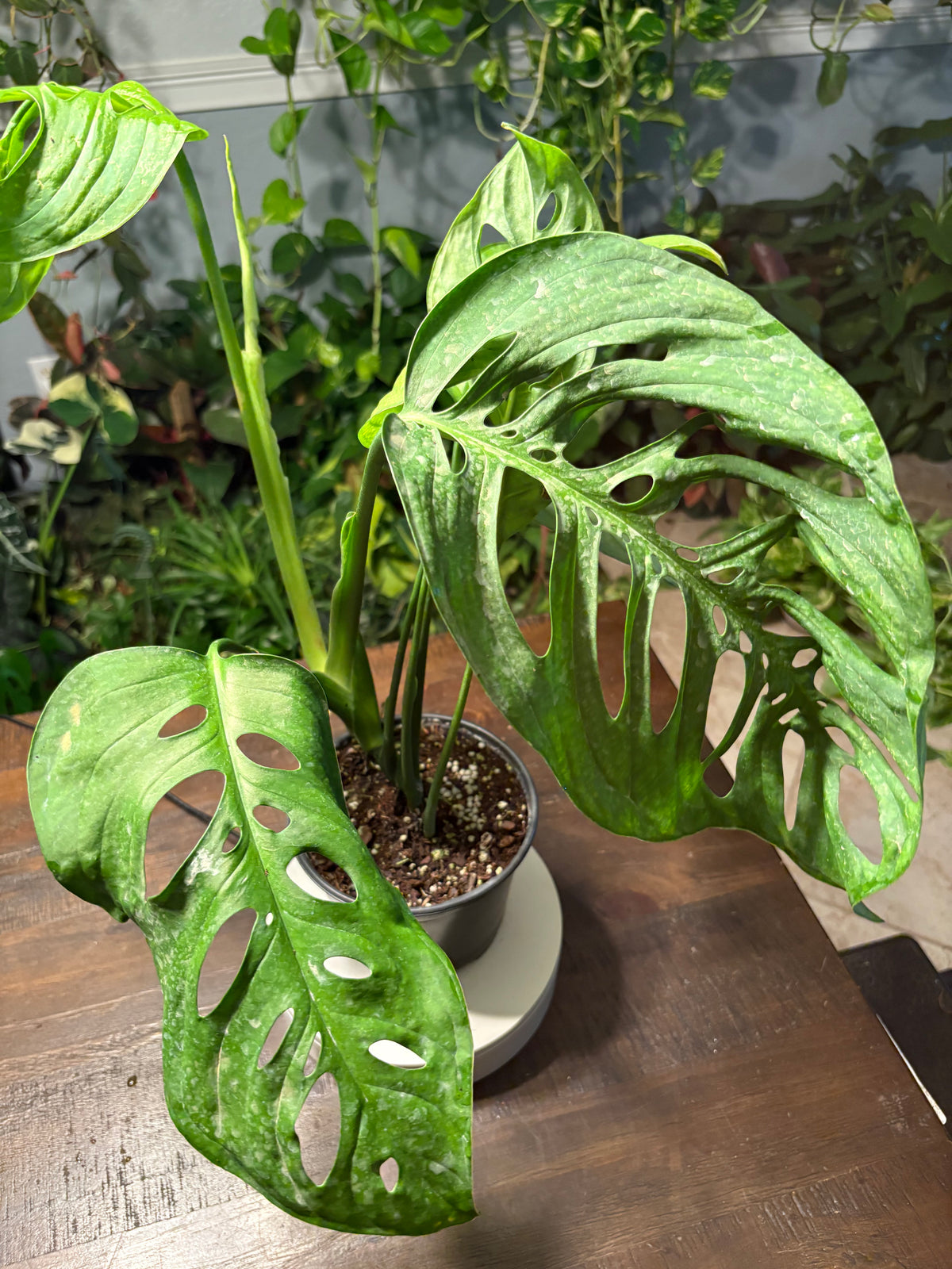 Monstera Esqueleto 6 inch