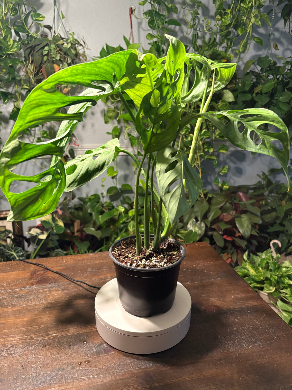 Monstera Esqueleto 6 inch