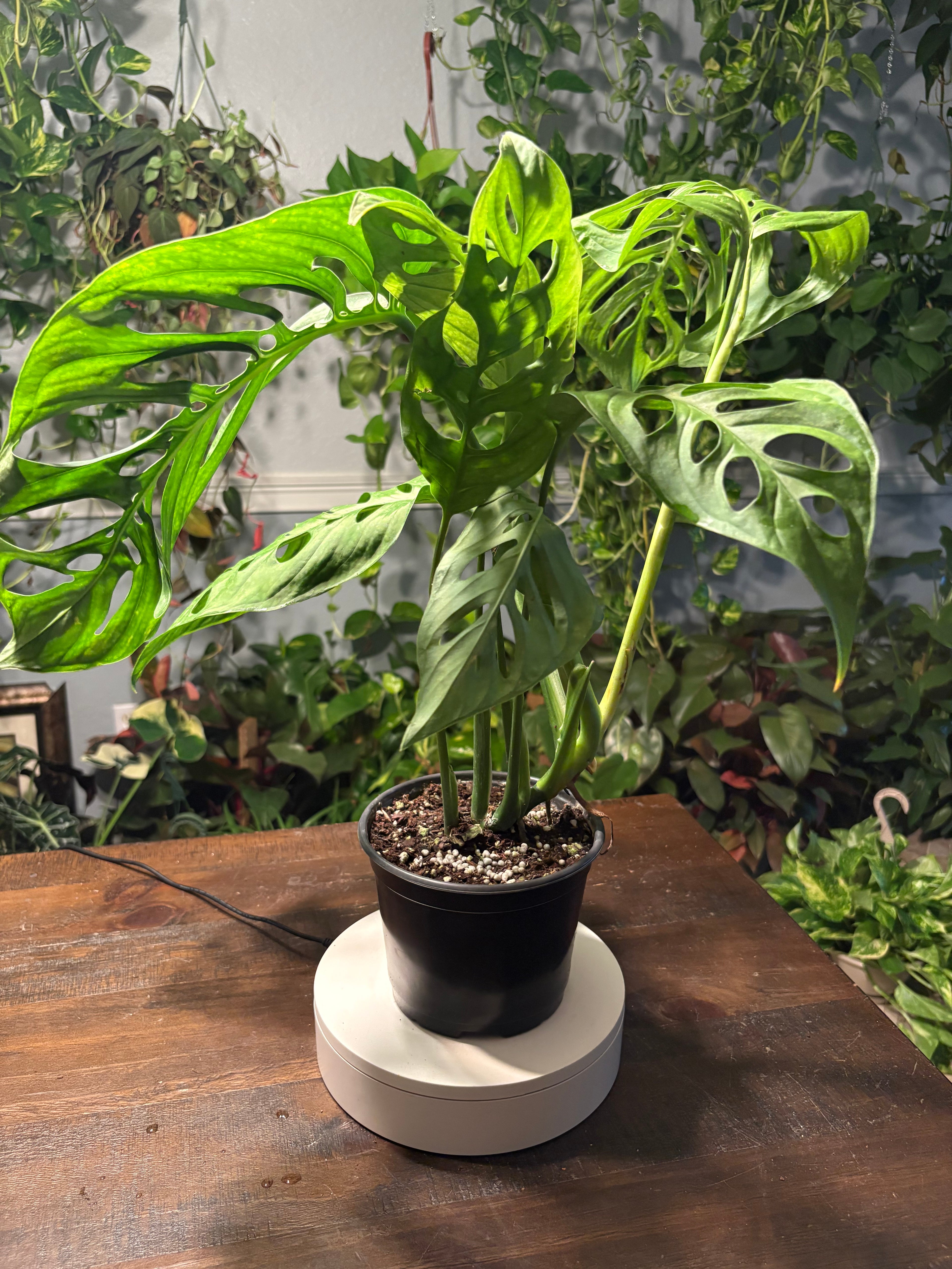 Monstera Esqueleto 6 inch