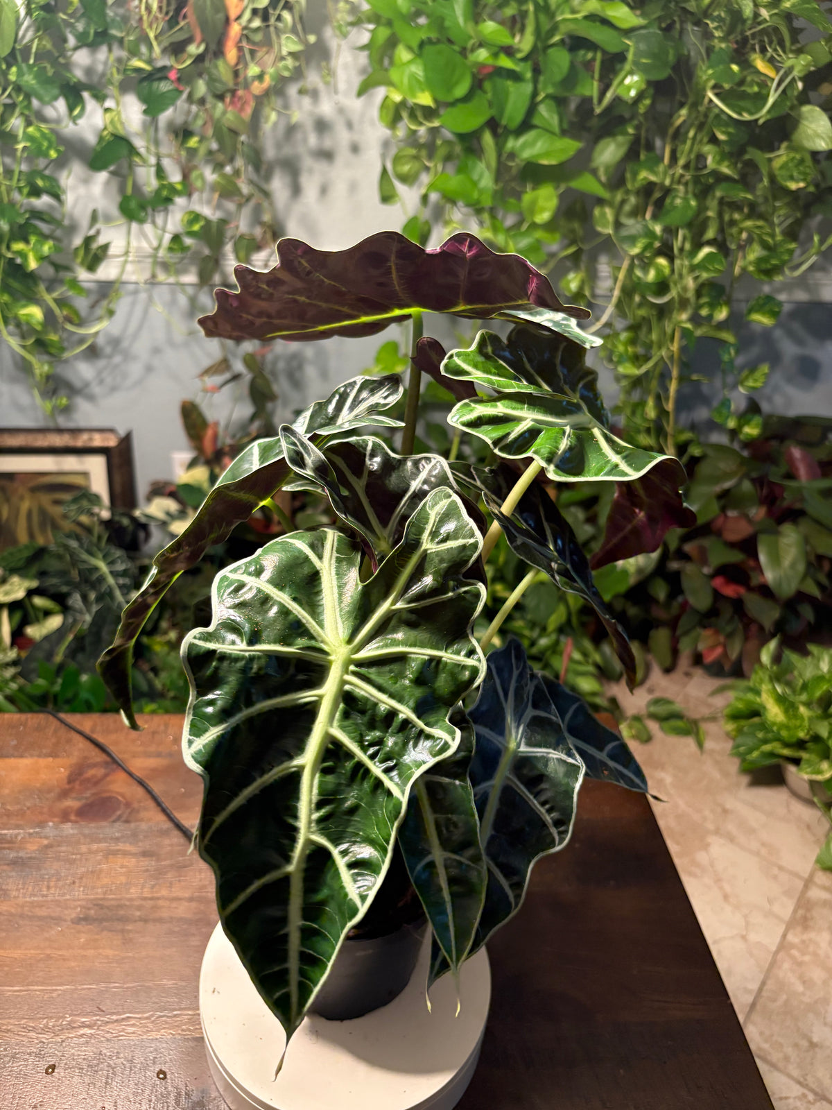 Alocasia Polly “African Mask” 6 inch