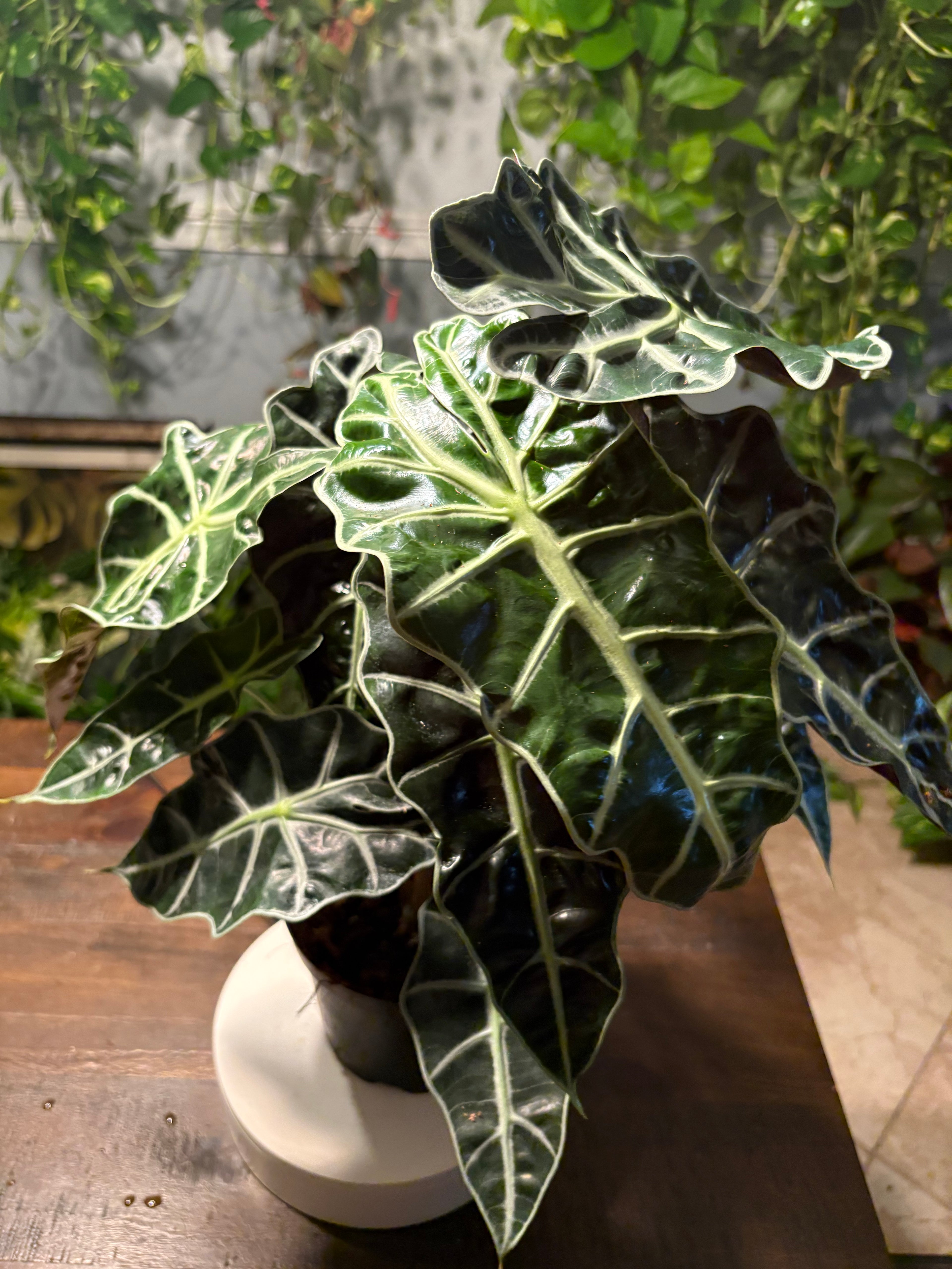 Alocasia Polly “African Mask” 6 inch