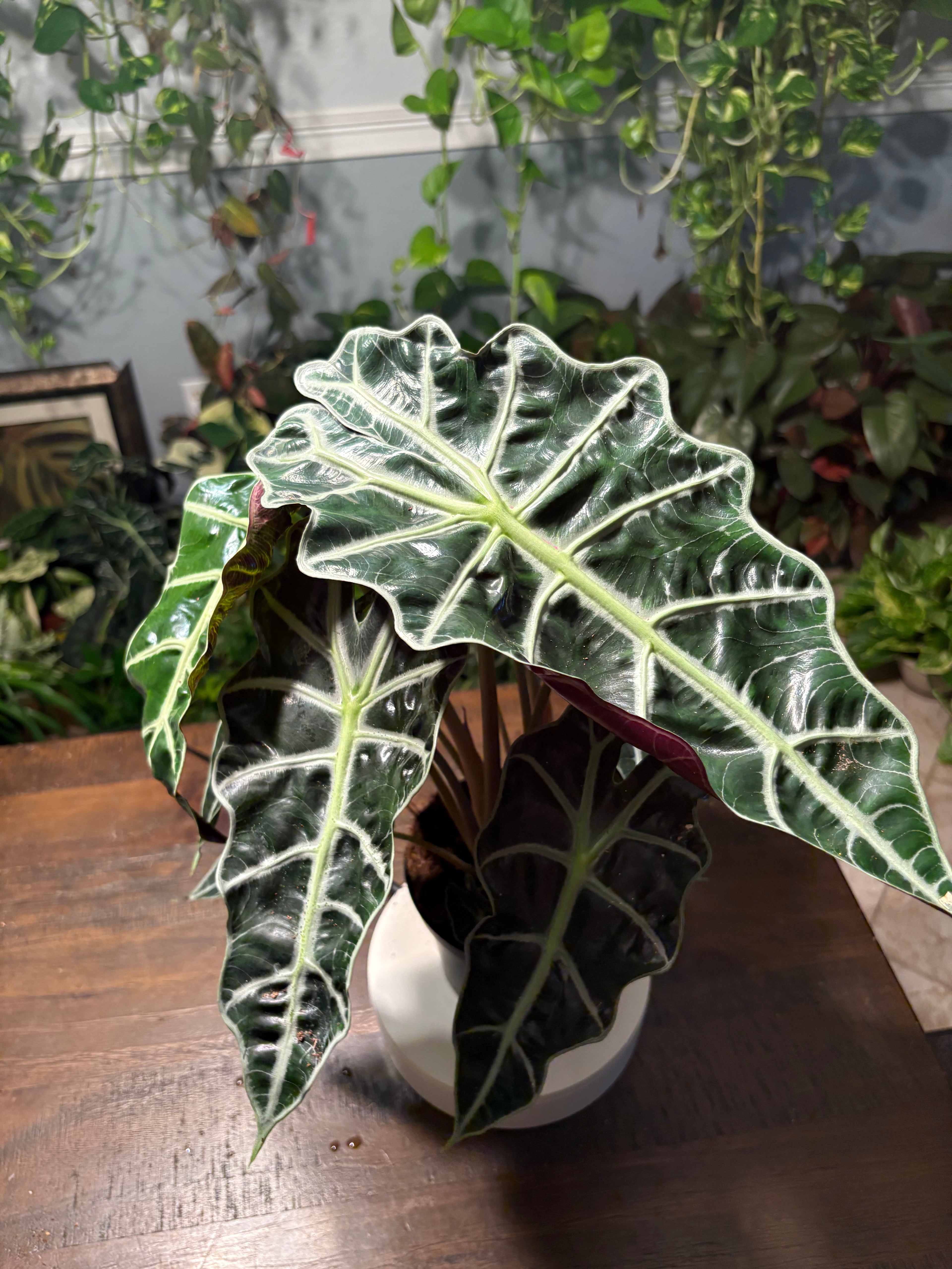 Alocasia Polly “African Mask” 6 inch