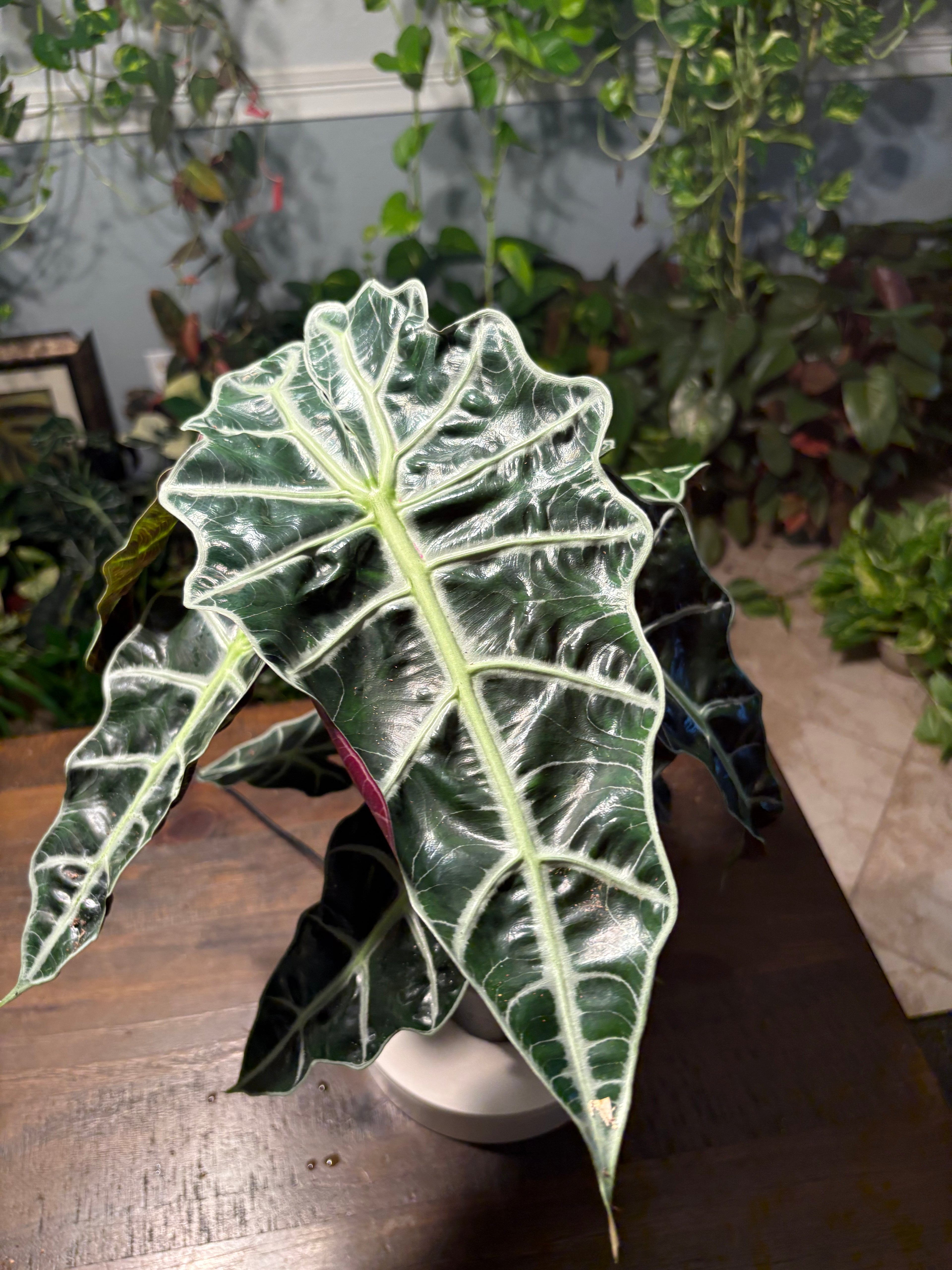 Alocasia Polly “African Mask” 6 inch