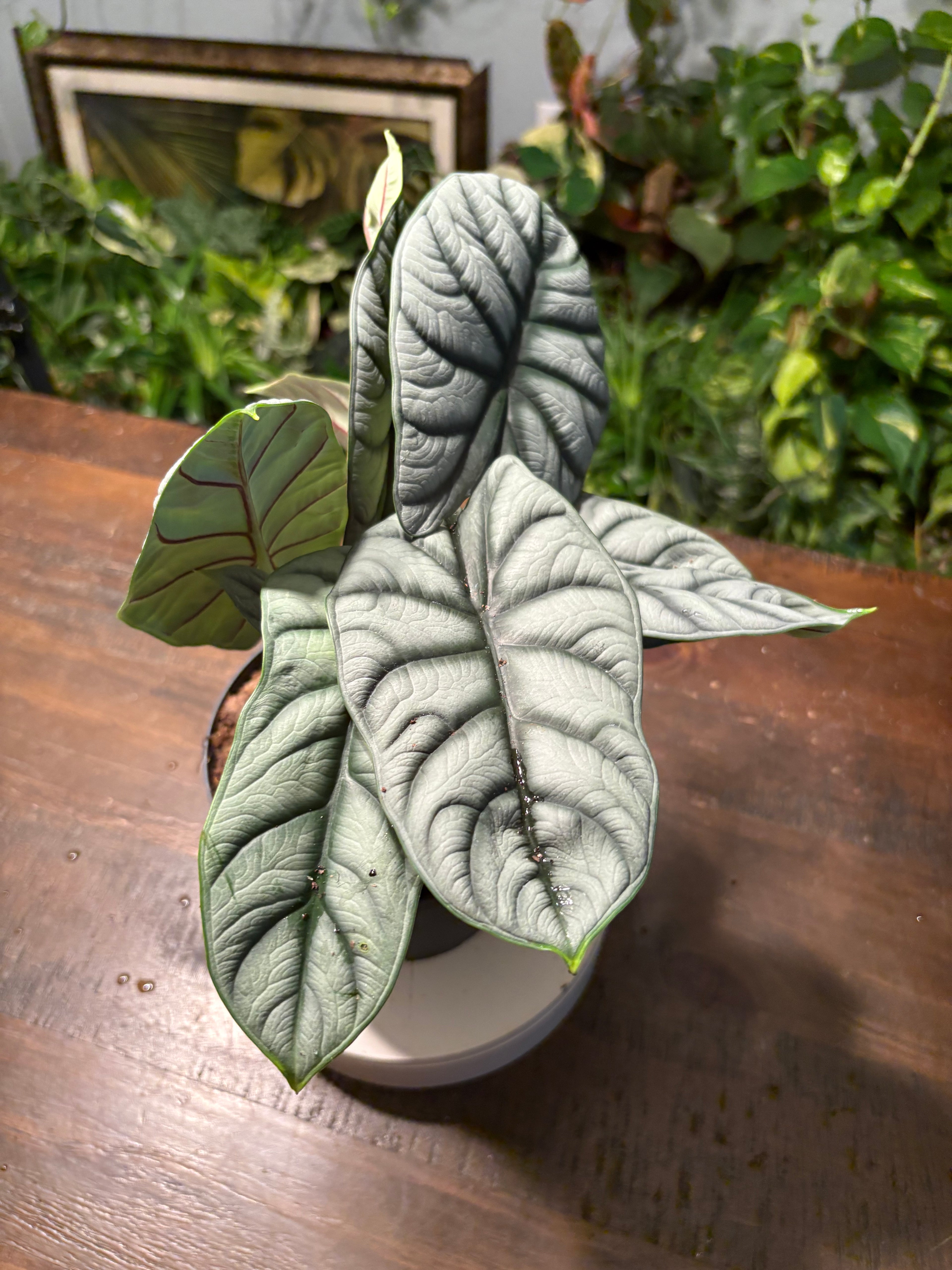 Alocasia 'Silver Dragon' 6 inch