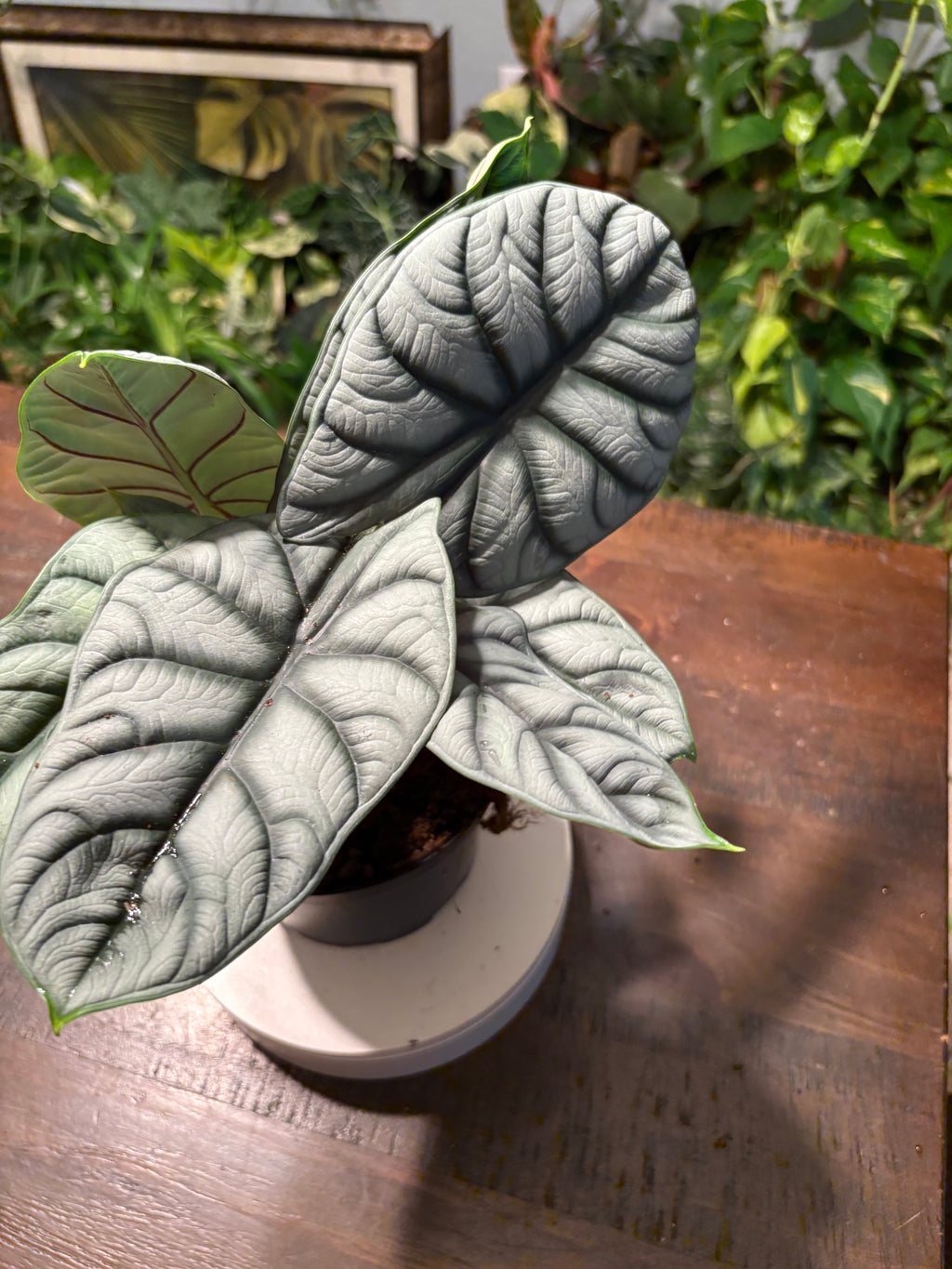 Alocasia 'Silver Dragon' 6 inch