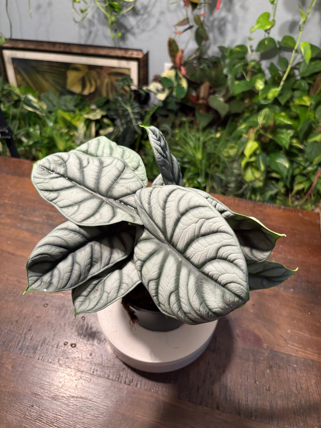 Alocasia 'Silver Dragon' 6 inch