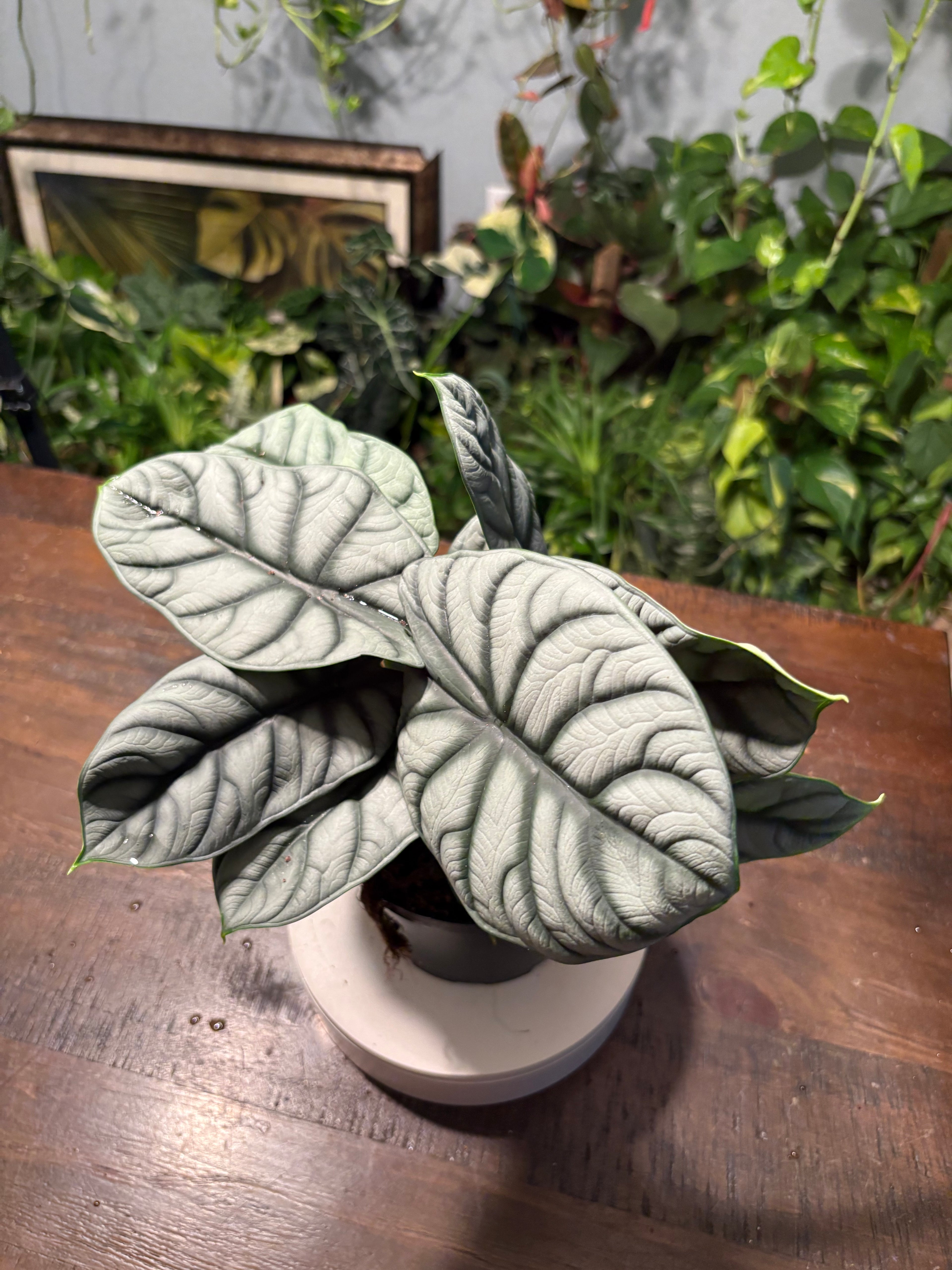 Alocasia 'Silver Dragon' 6 inch
