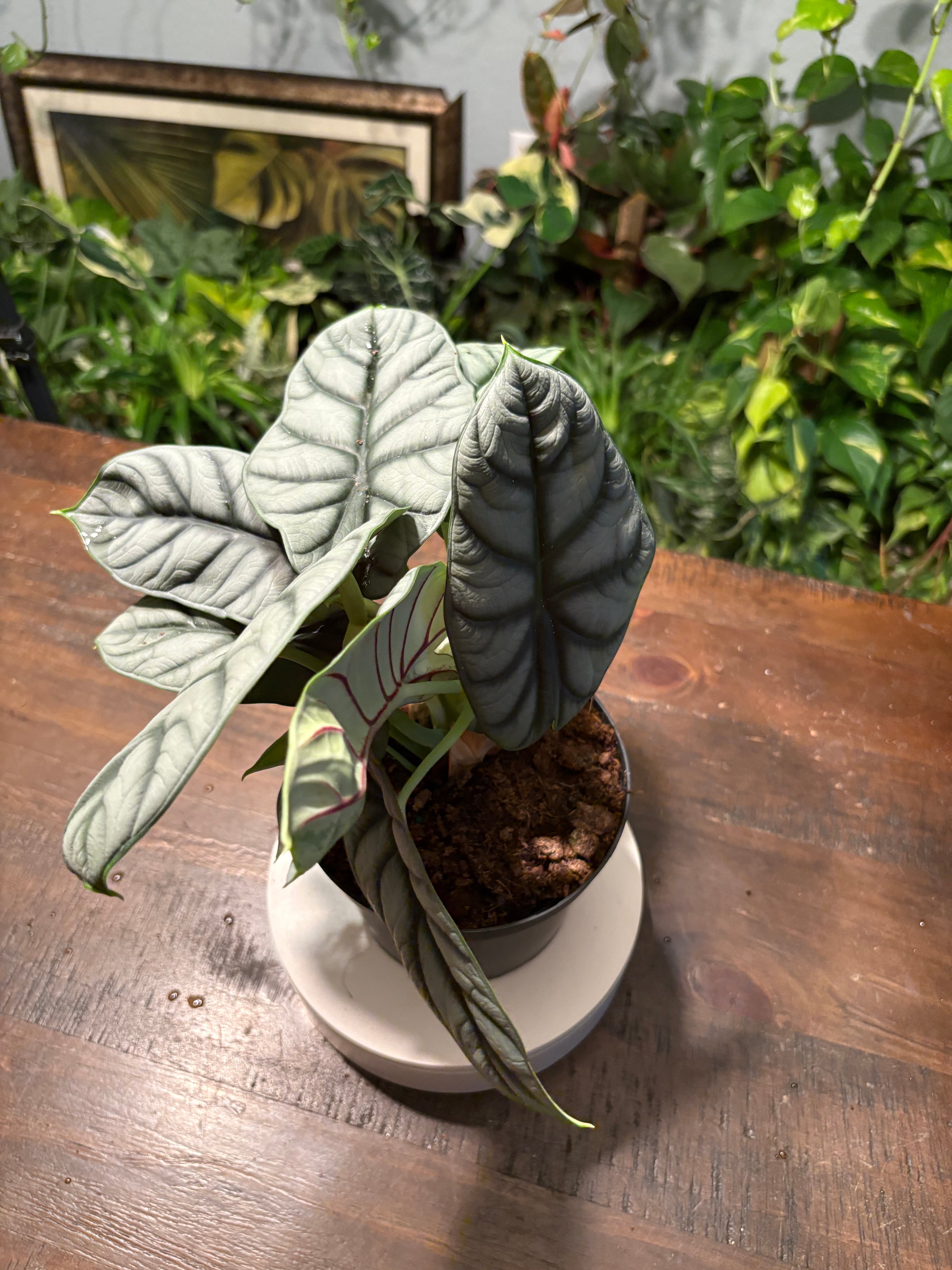 Alocasia 'Silver Dragon' 6 inch