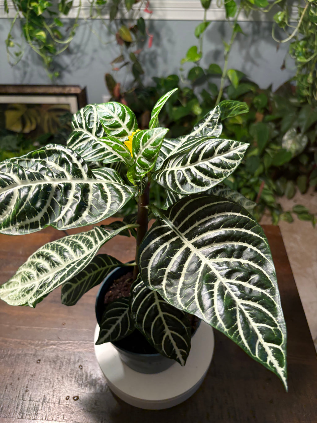 Zebra Plant 6 inch