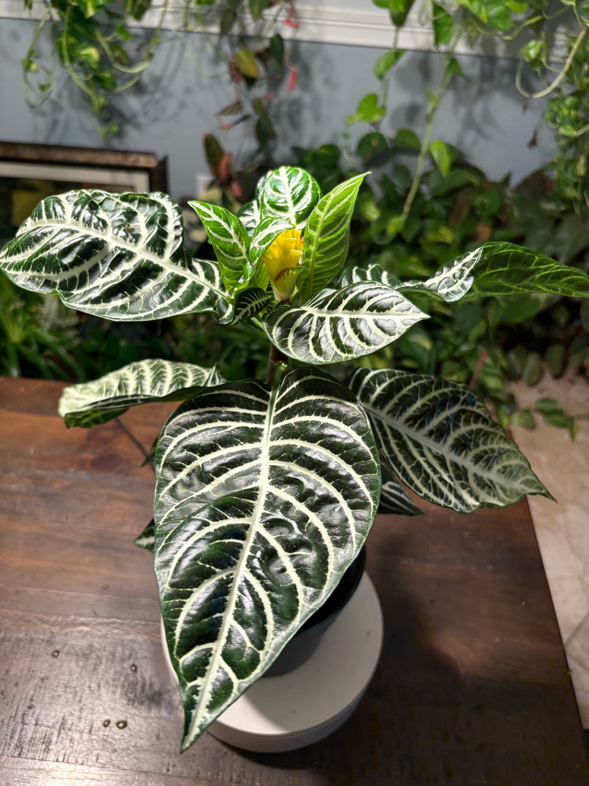 Zebra Plant 6 inch